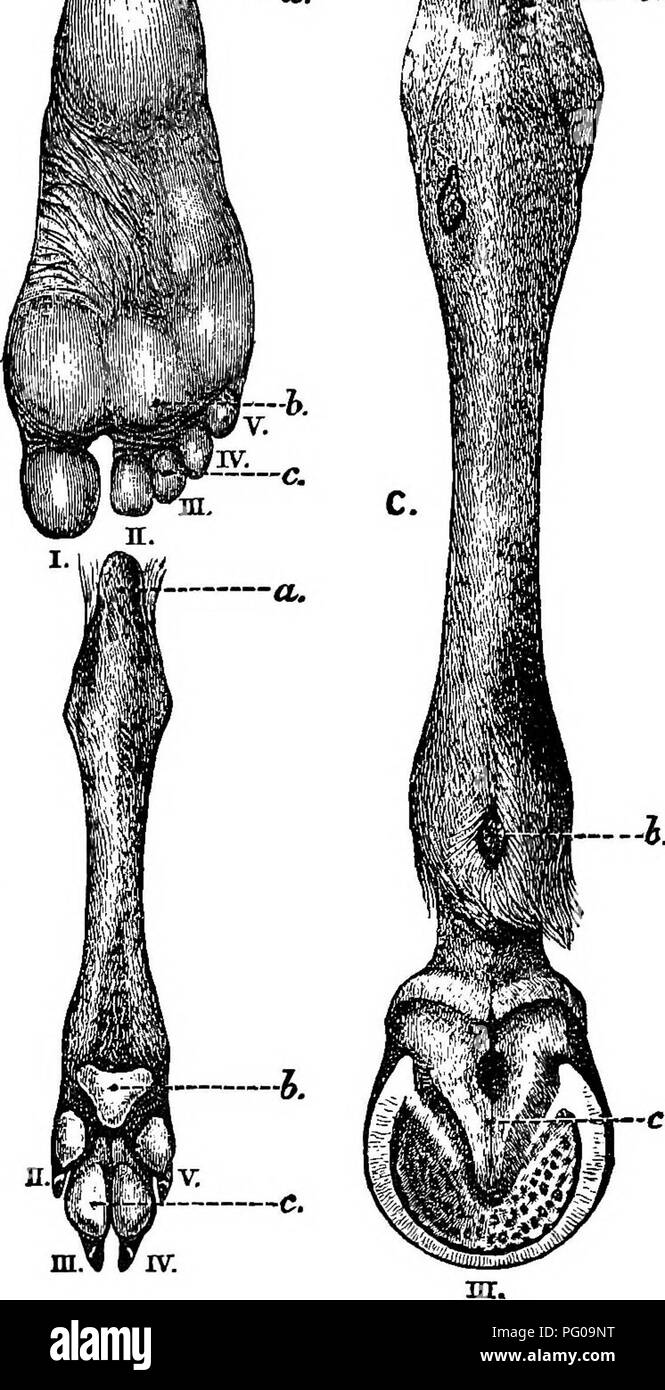 . Tier Aktivitäten; ein erstes Buch im Zoo?. Zoologie; das Verhalten der Tiere. 226 TIERISCHE ACTII^. B. r^- ein.  ein.. Abb. 189.-A, Sohle der Fuß des Menschen; B, der Hund; C, der Pferd; ein, Ferse; ich Kaltschnäuzig; c, Kissen; /. - V., Ziffern. (Von Blume, "das Pferd.";. Bitte beachten Sie, dass diese Bilder sind von der gescannten Seite Bilder, die digital für die Lesbarkeit verbessert haben mögen - Färbung und Aussehen dieser Abbildungen können nicht perfekt dem Original ähneln. extrahiert. Französisch, Nathaniel Stowers, 1854 -. New York [usw.], Longmans, Green and Co Stockfoto