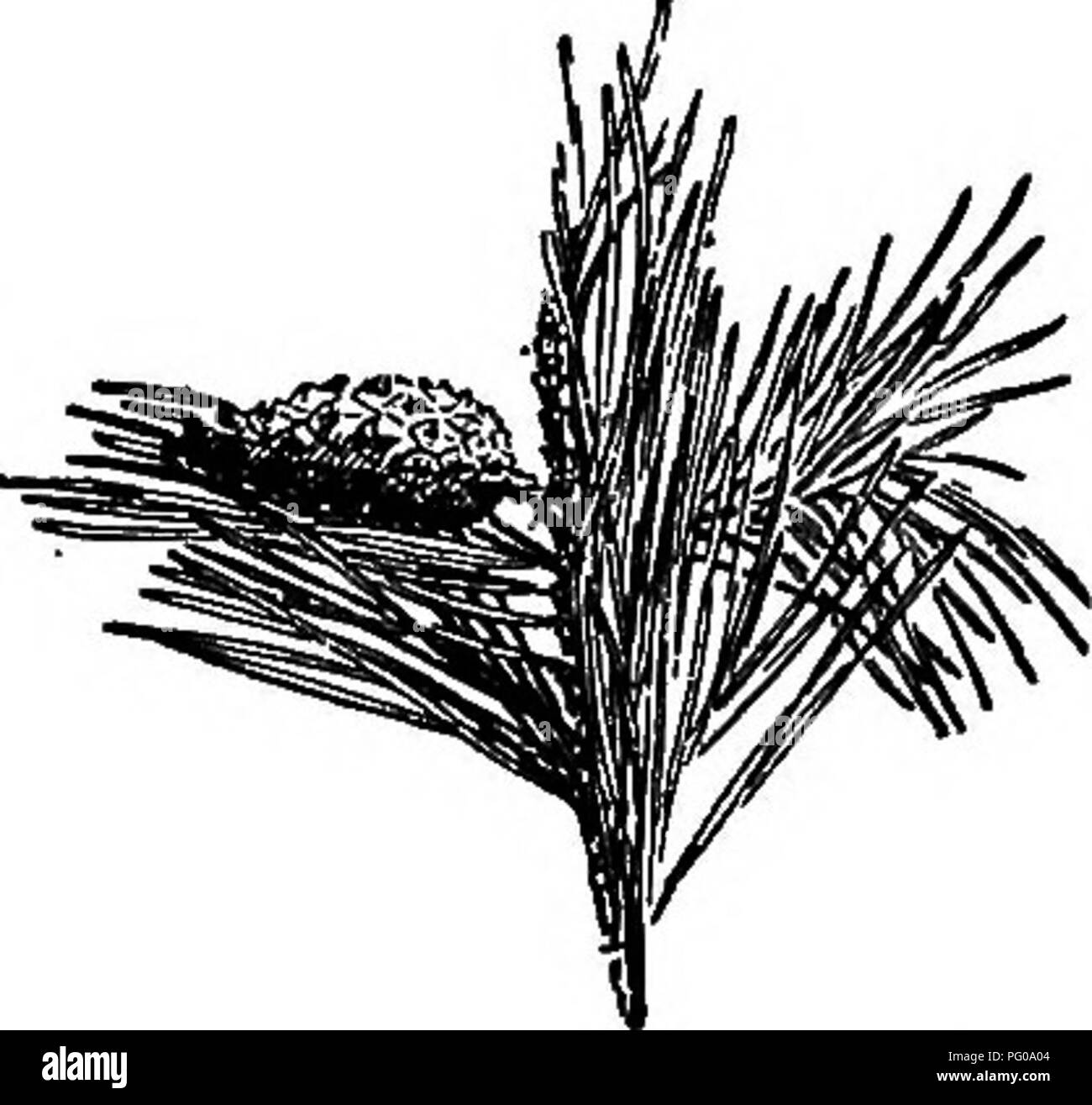 Dieser botanische Reiseleiter erkundet die Flora der westlichen kanadischen Provinzen Manitoba, Saskatchewan und Alberta und konzentriert sich dabei auf Arten wie die Jack Pine und White Pine. Sie enthält Details zu ihren Wachstumsmustern, ökologischen Rollen und regionaler Verteilung. Stockfoto