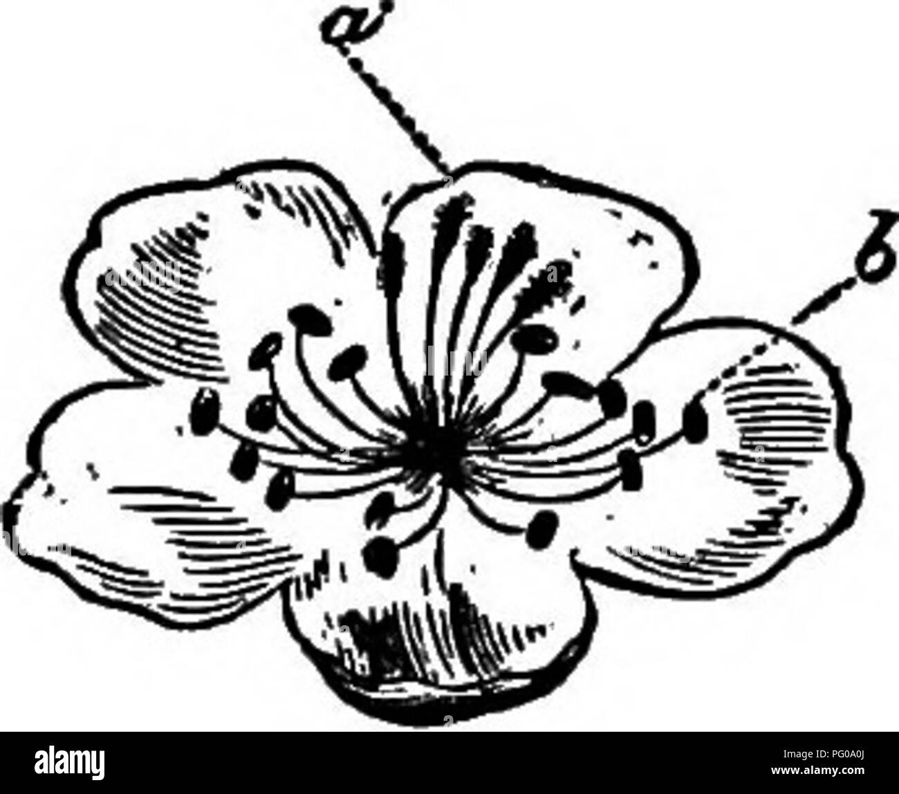 . Die amerikanische Obst culturist, mit Anweisungen für die Vermehrung und Kultur von allen Früchten in den Vereinigten Staaten angepasst. Obst - Kultur. i8 PRODUKTION NEUER SORTEN. muss immer mit Pollen von staminate sortiert imprägniert werden. Damit die Samen Gewonnen aus den Beeren jeder pistillate Erdbeere sind Kreuze, und wenn gepflanzt Neue vari-eties produzieren wird. Obst-Bäumen, die Staubgefäße und Stempel werden in der gleichen Blume, aber diese beiden Organe oft reifen zu anderen Zeiten. Kreuzung wird überwiegend von Insekten, die becom-ing dick mit Pulver aus einer Blüte bestäubt, plung Stockfoto