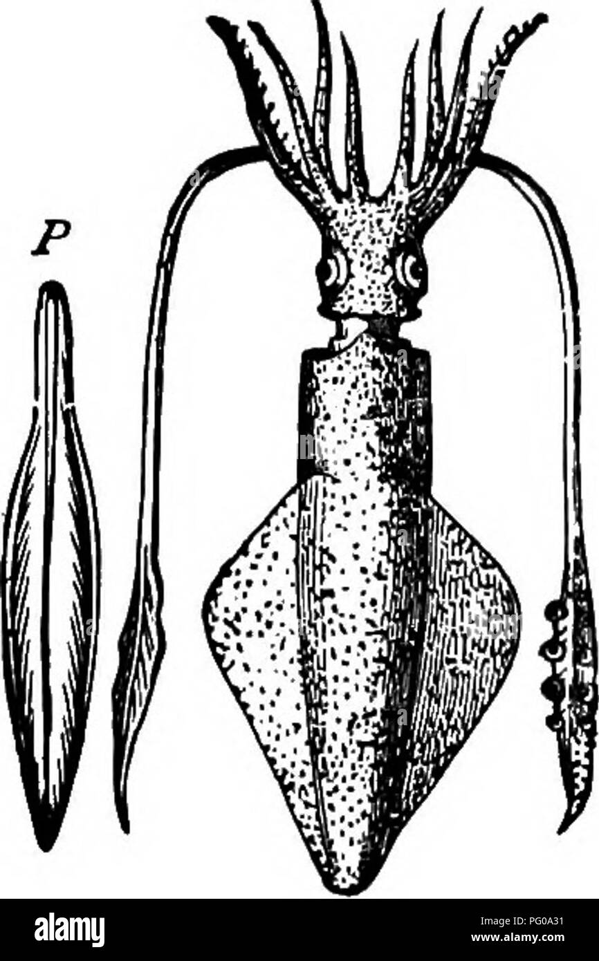Tier Aktivitäten; ein erstes Buch in zooÌlogy. Zoologie; das Verhalten der  Tiere. 166 / 1 NIM/4L ACTiyiTlES.. Abb. 130. âA Squid, seine Feder. P, Eine  weitere wichtige Klasse von moUusks ist