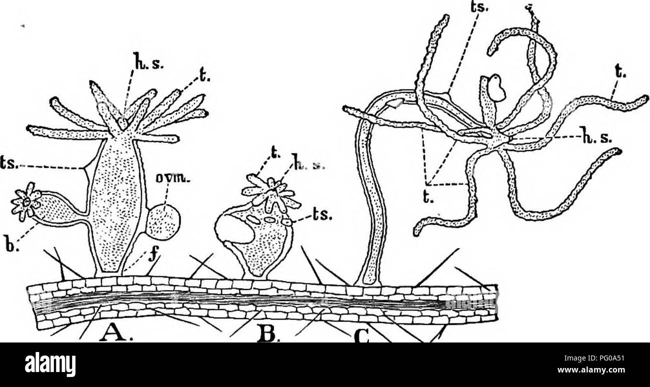 . Tier Aktivitäten; ein erstes Buch im Zoo?. Zoologie; das Verhalten der Tiere. HYDRA UND CCELENTERATES. 131 aktiv über und Koalesziert schließlich mit einer Eizelle ft-om eine Hydra. Dieser Prozess ist cross-Befruchtung"- genannt. Tiere, die sich in der gleichen Person beide Eizellen und Spermien sagte sind Zwitter. Wir können sehen, dass diese gegenseitige Befruchtung nicht wesentlich von dem, wie bereits beschrieben, die in der weißklee unterscheiden. Die Eier nach der Befruchtung sind oosperms genannt. Diese oosperms entwickeln in der Hydra wie die Eltern. Im Herbst, Eier sind mit produziert. ^^C5 CNr-Abb. Stockfoto