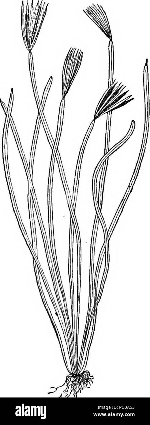 . Das Buch der Wahl Farne: für den Garten, Wintergarten, und Herd: beschreiben und die explizite kulturellen Richtungen für das Beste und auffälligste Farne und selaginellas im Anbau. Illustriert mit farbigen Tafeln und zahlreichen Holzstichen, speziell für diese Arbeit vorbereitet. Farne; Farne. 310 DAS BUCH DER WAHL FARNE. S. dichotoma-dich-Ot" - om-a (mehrfach verzweigt), Swartz. Dies ist ein Herd Arten, geboren in Kuba, Venezuela, Peru, Australien, Neuseeland, Malaysia, der Neilgherries, &Amp; c. Die Wedel, Ventilator - wie im allgemeinen Umrisse, 6. bis 9. jeder Art, und viele Male verzweigt sind, b Stockfoto