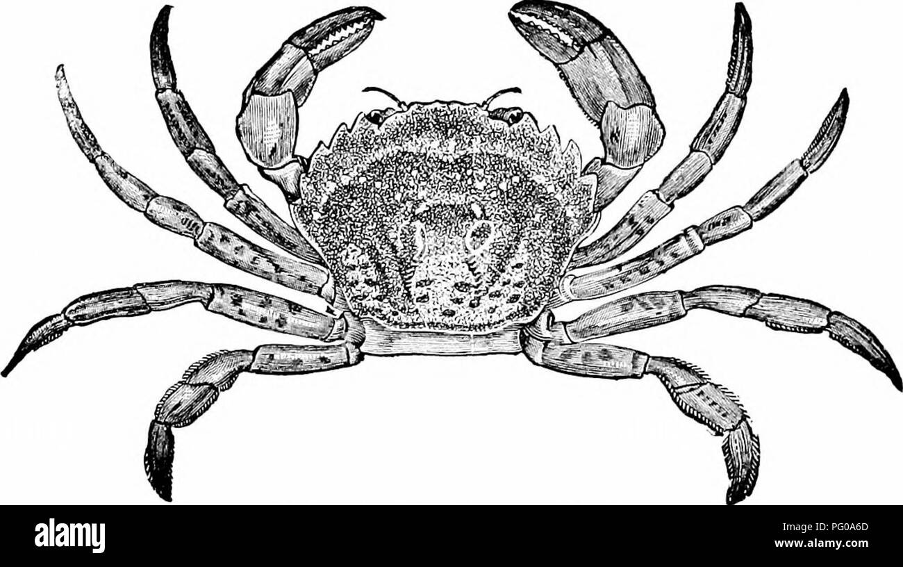 Dieses Einführungsbuch in der Zoologie, „Animal Activities“, konzentriert sich auf das Verhalten und die Aktivitäten verschiedener Tierarten. Es bietet einen leicht zugänglichen Überblick über Tierverhalten und Anatomie, geeignet für Schüler und Anfänger im Bereich der Zoologie. Stockfoto