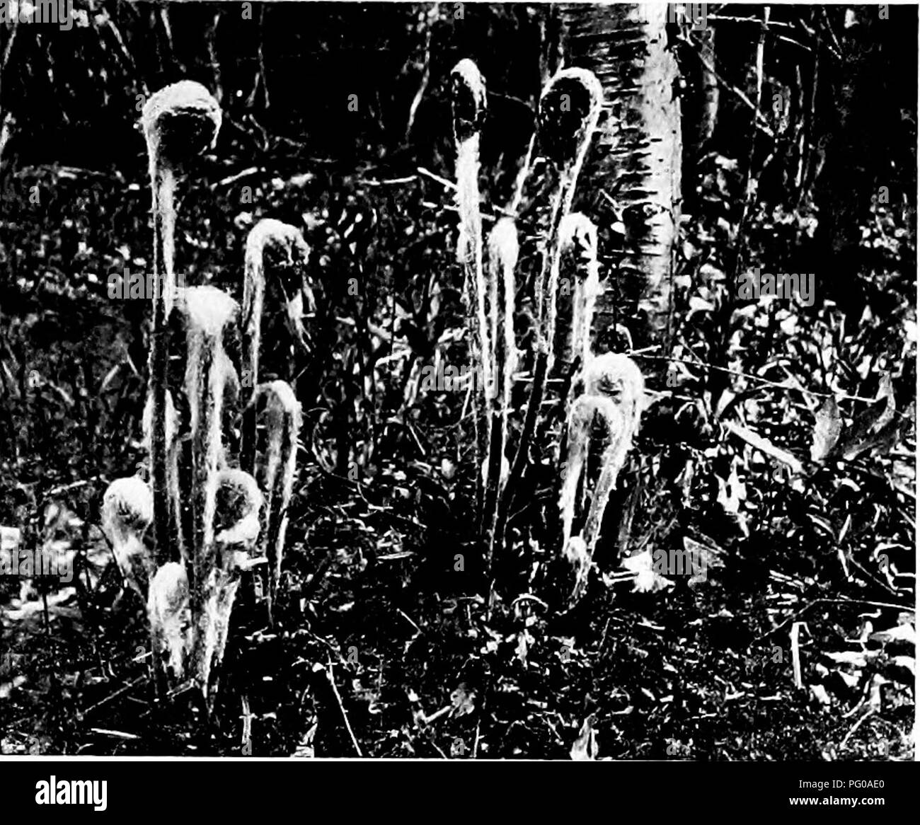 . Farne und wie Sie wachsen. Farne; Gartenarbeit. Osmunda cinnamomea. Die pertness der Jugend. Bitte beachten Sie, dass diese Bilder sind von der gescannten Seite Bilder, die digital für die Lesbarkeit verbessert haben mögen - Färbung und Aussehen dieser Abbildungen können nicht perfekt dem Original ähneln. extrahiert. Woolson, G. A. Grace (A.), 1856-1911. Garden City, N.Y.: Doubleday, Seite Stockfoto