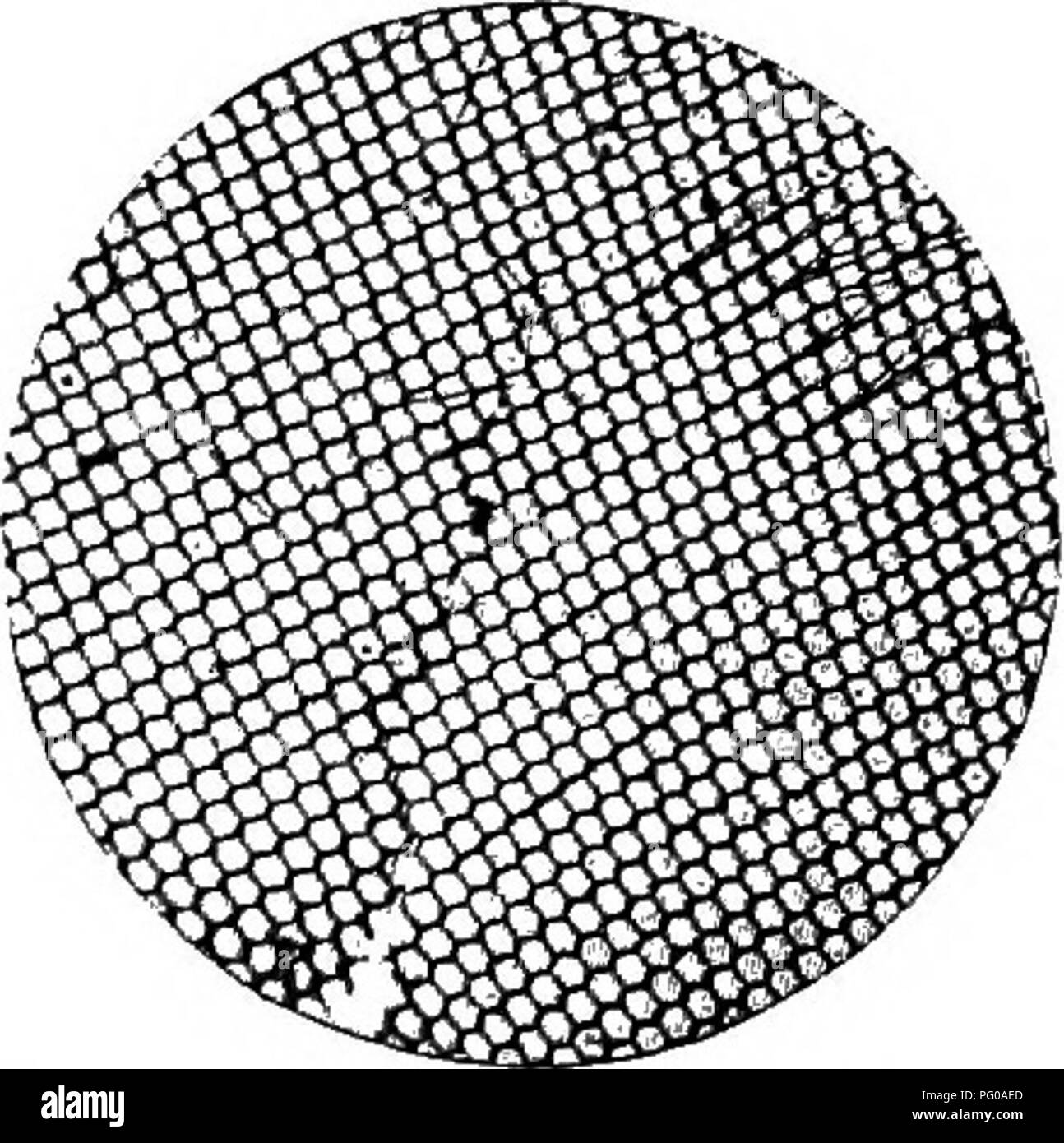 Dieser einleitende zoologische Text behandelt das Verhalten und die physischen Eigenschaften von Heuschrecken und Grillen, einschließlich ihrer Stridulationsmethode, bei der männliche Grillen Geräusche erzeugen, indem sie ihre Flügel aneinander reiben, um Paare anzulocken. Stockfoto