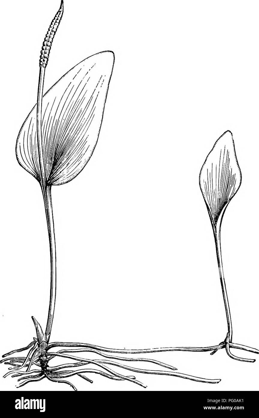 Dieses Bild zeigt eine Farnart aus der Gattung Ophioglossum, die im tropischen Amerika, auf den Philippinen und in Teilen Afrikas beheimatet ist. Die Stirnbänder mit einer Länge von 6 bis 12 Zoll zeichnen sich durch ihre dünne Textur und ihr markantes Aussehen aus. Diese Art eignet sich gut für den Anbau in Gärten und Wintergärten, wo sie in verschiedenen Klimazonen gedeiht. Stockfoto