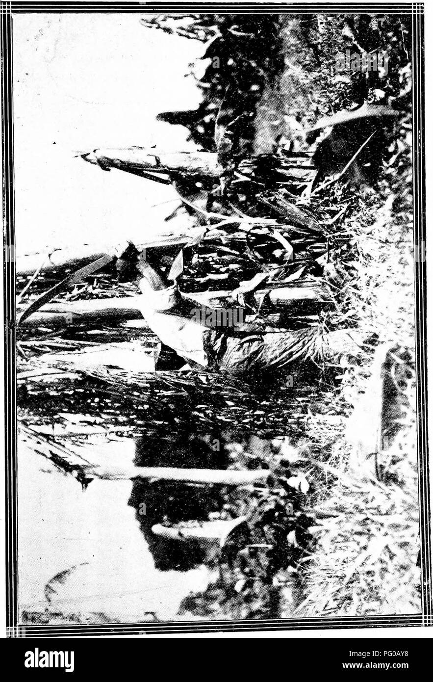 Die Kommission für Pflanzenschutz in Kuba konzentriert sich auf die Bekämpfung von Pflanzenkrankheiten und Insektenschädlingen, um die Gesundheit der Landwirtschaft zu schützen. Die kommission bietet Regulierungsaufsicht und Leitlinien für Strategien zum Schädlingsmanagement und zur Bekämpfung von Pflanzenkrankheiten in der Region. Stockfoto