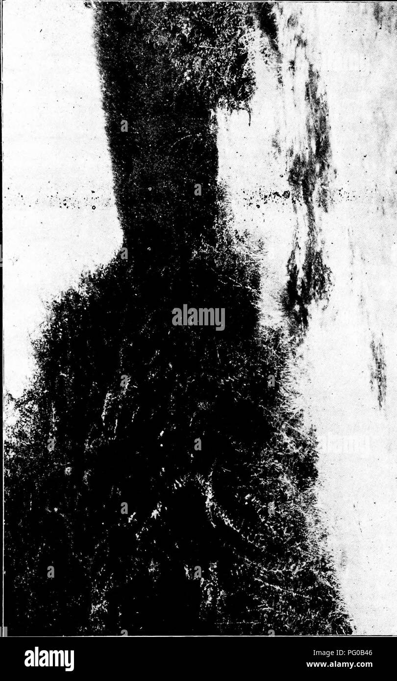 Dieses Dokument beschreibt die Arbeit der kubanischen Kommission für Pflanzenschutz bei der Bekämpfung von Pflanzenkrankheiten und Insektenschädlingen. Sie enthält Informationen über Strategien zur Schädlingsbekämpfung und zur Verhütung landwirtschaftlicher Schäden in der Region. Stockfoto