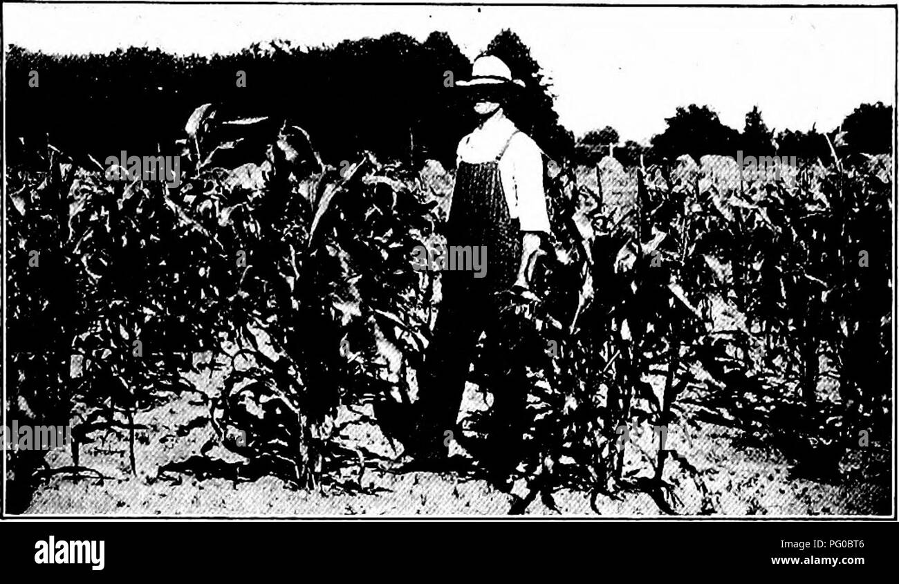 . Die Maisernte: Eine Diskussion von Mais, Sorghum, kafirs und wie in den USA und Kanada angebaut. Mais; Kafir Mais, Sorghum. Ackerbau 125 Maisstengeln, und Klee waren alle unter gepflügt, und dieses System wurde als "Getreideanbau" da keine live stock Dünger zu produzieren war erforderlich.. Abb. 38. - Gutes Land, kontinuierlich mit Korn beschnitten, bis Sie in einen unproduktiven Zustand ist. In einer zweiten Serie, bezeichnet "live - Viehzucht, "die Ernten wurden entfernt, jedoch gleichwertige Dünger zurück. Erntegut Jahre spezielle Behandlung Korn Landwirtschaft Leguminosen^ Live - Viehzucht Ma Stockfoto