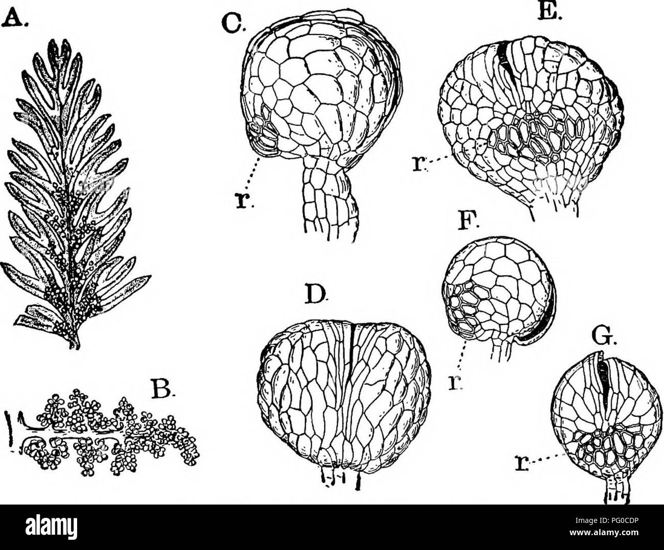 . Die Struktur und die Entwicklung der Moose und Farne (Archegoniatae). Anlage; Morphologie; Moose und Farne. Die ATAVISMUS LEPTOSPORANGIATJE 365 Das sporangium Der sporangien in Osmunda auf sporophylls, ähneln stark von Botrychium oder Helminthostachys, aber in todea sie auftreten, auf den Rückseiten der Blätter, wie in den meisten Farne produziert werden. In Struktur und Entwicklung Sie sind intermedi - ate zwischen dem wahren und dem eusporangi leptosporangiate Typ - gegessen. Soweit Sie wurden untersucht, die Sie alle sehr genau entsprechen. Der Ursprung der sporangien ist nahezu identisch mit dem im Botry Stockfoto . Die Struktur und die Entwicklung der Moose und Farne (Archegoniatae). Anlage; Morphologie; Moose und Farne. Die ATAVISMUS LEPTOSPORANGIATJE 365 Das sporangium Der sporangien in Osmunda auf sporophylls, ähneln stark von Botrychium oder Helminthostachys, aber in todea sie auftreten, auf den Rückseiten der Blätter, wie in den meisten Farne produziert werden. In Struktur und Entwicklung Sie sind intermedi - ate zwischen dem wahren und dem eusporangi leptosporangiate Typ - gegessen. Soweit Sie wurden untersucht, die Sie alle sehr genau entsprechen. Der Ursprung der sporangien ist nahezu identisch mit dem im Botry Stockfoto