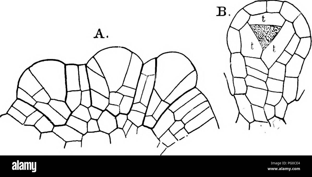 . Die Struktur und die Entwicklung der Moose und Farne (Archegoniatae). Anlage; Morphologie; Moose und Farne. 364 Moose und Farne CHAP. Eine Spirale, aber Fälle waren manchmal angetroffen, wo die Seg- mente offenbar aus paarweise von den gegenüberliegenden Seiten der ersten Zelle geschnitten wurden. Die root-cap ergibt sich zum Teil aus speziellen Segmenten weg von der äußeren Fläche des apikalen Zelle ausschneiden, sondern auch zum Teil von der äusseren Zellen der seitlichen Segmente, wie in der Eu - sporangiatse. Die Trennung der Gewebe System folgt viel wie in Botrychium. Die mittleren Zylinder ist groß und oval, Abschnitt, aber mit Schlecht-defi Stockfoto