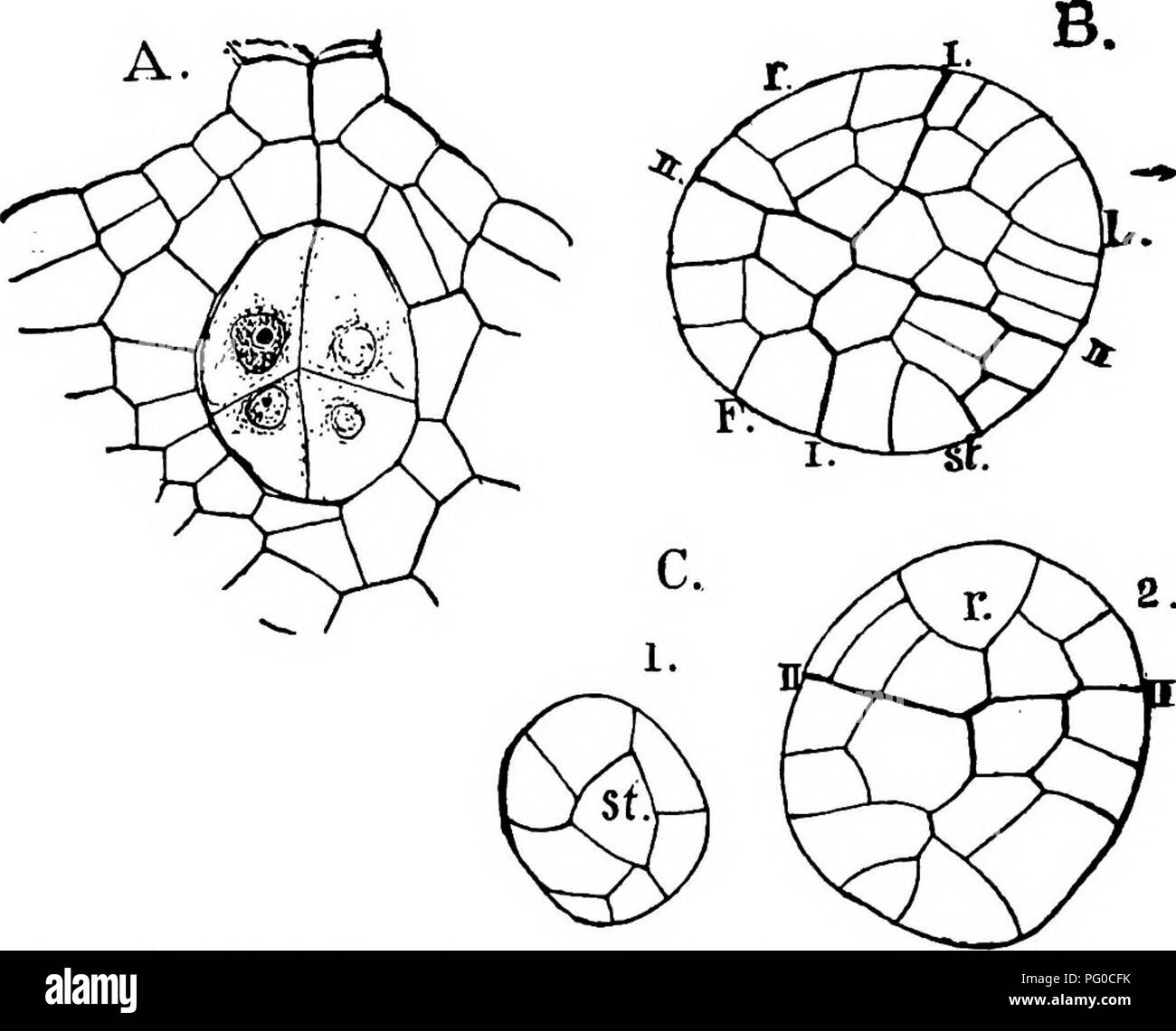 . Die Struktur und die Entwicklung der Moose und Farne (Archegoniatae). Anlage; Morphologie; Moose und Farne. 3 S 6 Moose und FERt/S CHAP. Flächen, bis es länglich wird, und in engem Kontakt mit dem Ei Kern, in einigen Fällen suchen, als ob es das Ei Kern Eingedrungen wie in Onoclea (Shaw (2)). Der Prozess ist langsam, und in einem Fall vierundzwanzig Stunden nach Eingang des Spermium die beiden Kerne waren noch erkennbar. Schließlich sind sie völlig verschmolzen, und einem einzigen Kern, mit normalerweise, vielleicht immer, zwei nukleolen gesehen wird. Keine Anzeichen für eine Trennung der Chromosomen des Stockfoto