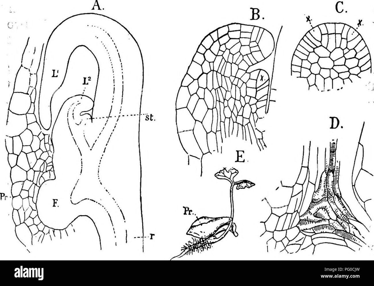 . Die Struktur und die Entwicklung der Moose und Farne (Archegoniatae