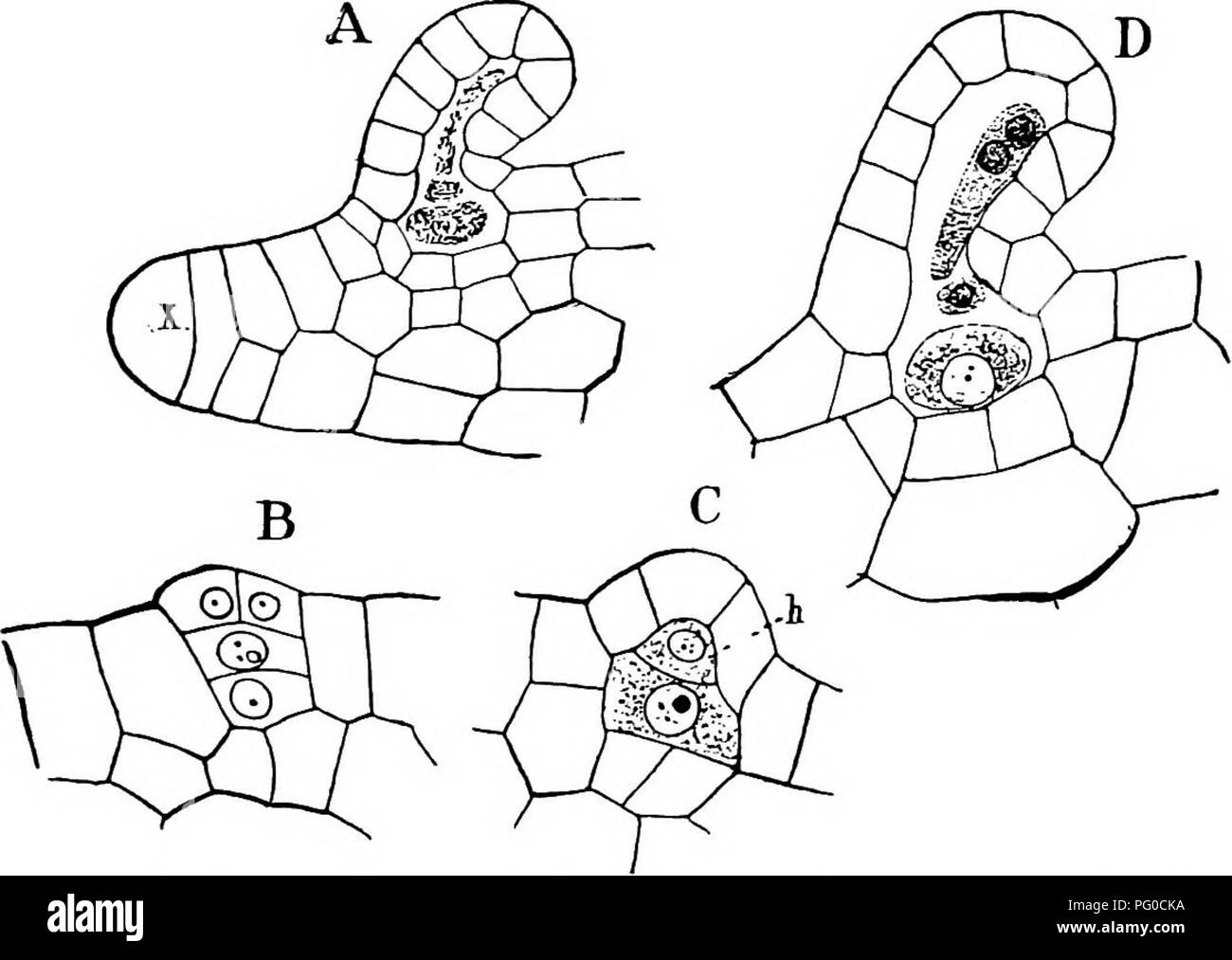 . Die Struktur und die Entwicklung der Moose und Farne (Archegoniatae). Anlage; Morphologie; Moose und Farne. FILICINEM LEPTOSPORANGIAT^ 317 Mottier (3) vor kurzem die Struktur der Sper geprüft hat. matozoid in Struthiopteris. Er konnte erkennen keine zytoplasmatische Umschlag investieren die hintere Spule, die schien, der ausschließlich aus dem nuklearen Natur zu sein. Das vesikel zeigte ein feines Zyto- plasmic Retikulum, in der die größeren Granulat eingebettet wurden. Die Trennung der Spermien fängt an über die Zeit, die die Entwicklung der Spermien beginnt. Das "muci"-laginous Wände jetzt sehr stark Fleck, und in Stockfoto