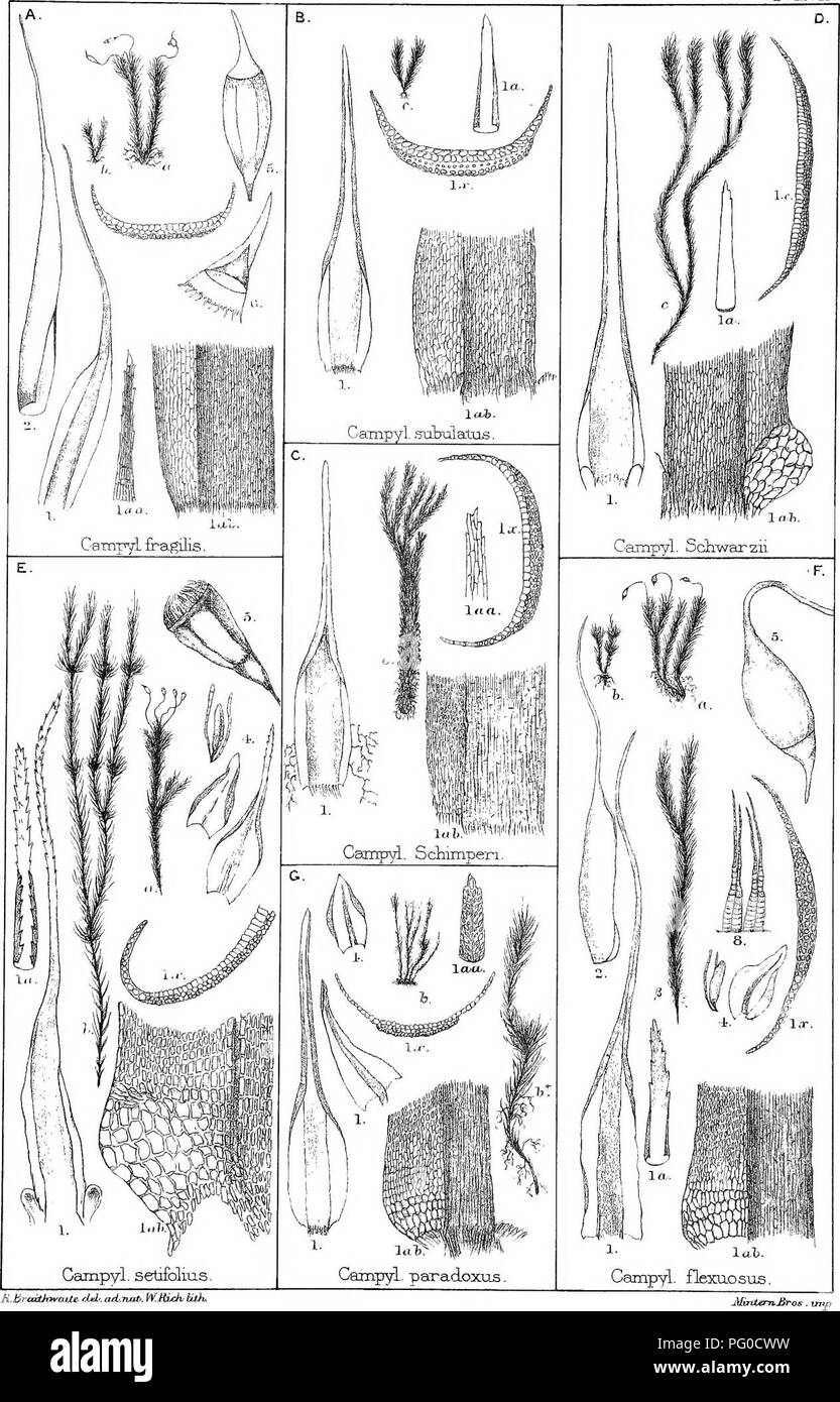 . Die britische Moss-Flora. Moose. B^Moss-Fl. T. XVIU.. Avaii IiJiract}&amp;* iel". Adi. TUiti. Ich ¥.. Hich liiK.. Bitte beachten Sie, dass diese Bilder sind von der gescannten Seite Bilder, die digital für die Lesbarkeit verbessert haben mögen - Färbung und Aussehen dieser Abbildungen können nicht perfekt dem Original ähneln. extrahiert. Braithwaite, Robert, 1824-1917. London Stockfoto