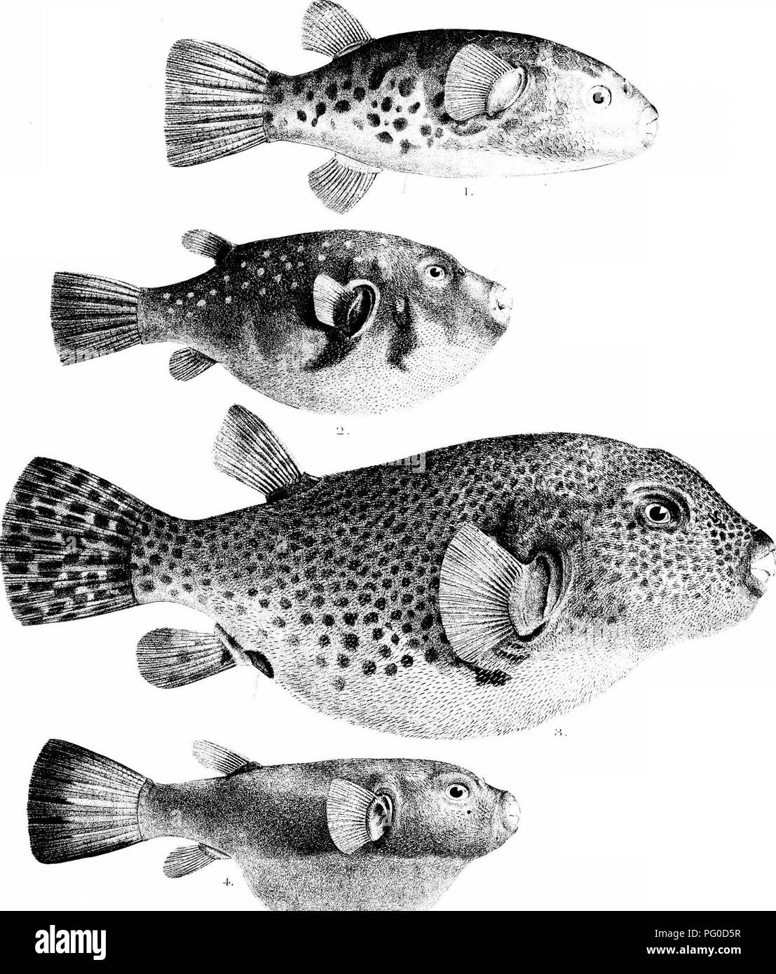 . Die Fische von Indien; eine Naturgeschichte der Fische bekannt, die Meere und Binnengewässer von Indien, Birma zu bewohnen, und Ceylon. Fische. Tage Fische"' Ist PiaJA C'l: axxji [ . Bitte beachten Sie, dass diese Bilder sind von der gescannten Seite Bilder, die digital für die Lesbarkeit verbessert haben mögen - Färbung und Aussehen dieser Abbildungen können nicht perfekt dem Original ähneln. extrahiert. Tag, Francis, 1829-1889. London, B. Quaritch Stockfoto