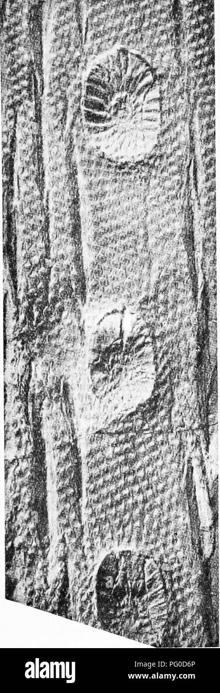 . Fossile Pflanzen: für Studenten der Botanik und Geologie. Paläobotanik. XV] ULODENDRON 129 eines Ulodendron Stammzellen unter dem Namen Phytolithus parmatus und eine ähnliche Stammzellen spezifisch identisch mit der in Abb. 1 gezeigt. 157 wurde dargestellt von Rhode eine der frühesten Verfasser auf. Fio. 157. Lepidodendron Veltheimianum. Ulodendron Zustand. (Aus einem Foto von Dr. Kidston einer Probe aus der kalkhaltige Sandsteine Serie, Midlothian; | Nat. Größe.) [Kidston (02) PL lvii.] fossile Pflanzen, unter der umfassenden Bezeichnung "Schuppen-pflanze." hat es keinen Mangel an Scharfsinn, der Teil eines Stockfoto