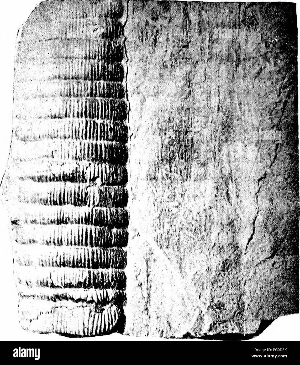 . Fossile Pflanzen: für Studenten der Botanik und Geologie. Paläobotanik. 370 CALAMITES. [CH.niedrigsten nodal Einschnürung; auf der rechten Seite der markröhre-cast das breite Band von Holz ist schwach durch die glatte Oberfläche der angegeben. Abb. 100. Calamites (Calamitiiia) approximatus Brongn. Untere Coal-Measures von Ayrshire. X, Eindruck des Holzes. (Prom ein Muster in der Sammlung von Herrn E. Kidston.) rock {x). Andere Beispiele belegen die Existenz eines breiten woody Zylinder in Galamitina Stämme haben von Weiss' und andere Autoren herausgefunden worden, und einige gute Beispiele können im Britischen Museum zu sehen. Wir haben Stockfoto