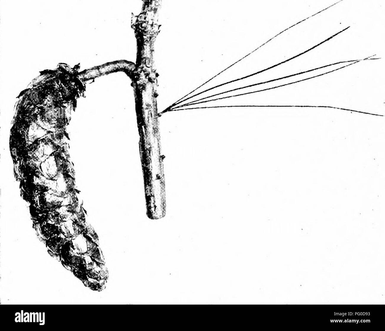 . Fossile Pflanzen: für Studenten der Botanik und Geologie. Paläobotanik. A B Abb. 703. A, Arjlnoslrobus pyntmhluJis. B, TetracUiiis nrliculata. (Nach Saxton.). Abb. 704. Picea excelsa, Kegel und Laub - Sporn. (Aus einem Foto von A. Howard.). Bitte beachten Sie, dass diese Bilder sind von der gescannten Seite Bilder, die digital für die Lesbarkeit verbessert haben mögen - Färbung und Aussehen dieser Abbildungen können nicht perfekt dem Original ähneln. extrahiert. Seward, A.C. (Albert Charles), 1863-1941. Cambridge: University Press Stockfoto