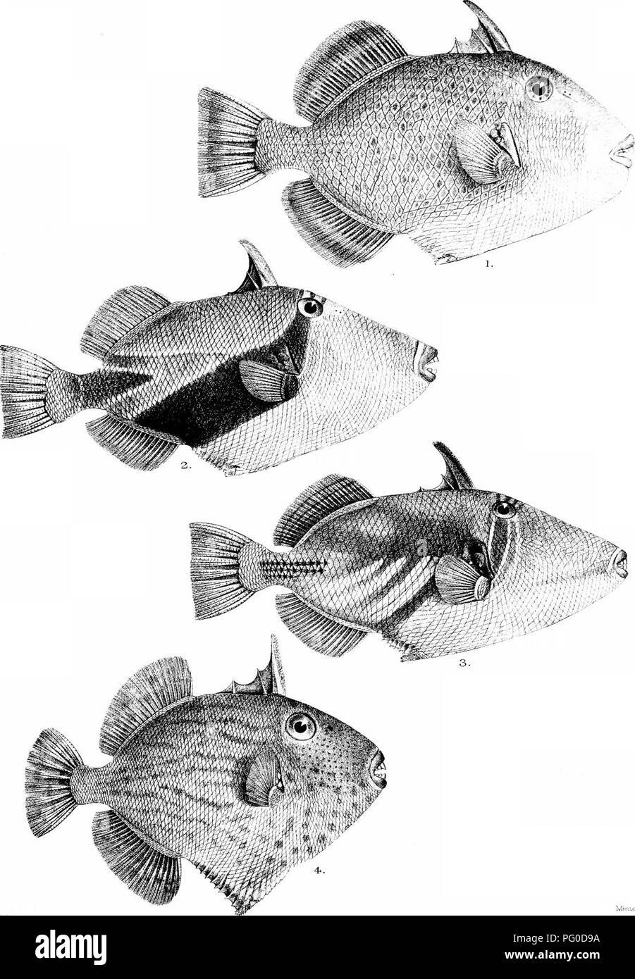 . Die Fische von Indien; eine Naturgeschichte der Fische bekannt, die Meere und Binnengewässer von Indien, Birma zu bewohnen, und Ceylon. Fische. Tage Fische ist piat. e. cLY: /^m. C. Ach.. liLK nefl.. MirLLem Bro 3 Imp I. BALISTES FLAVIMARGINATUS. E. B. RBCTANGULUS. 3. B. ACULEATUS. 4. B. FUSCUS.. Bitte beachten Sie, dass diese Bilder sind von der gescannten Seite Bilder, die digital für die Lesbarkeit verbessert haben mögen - Färbung und Aussehen dieser Abbildungen können nicht perfekt dem Original ähneln. extrahiert. Tag, Francis, 1829-1889. London, B. Quaritch Stockfoto