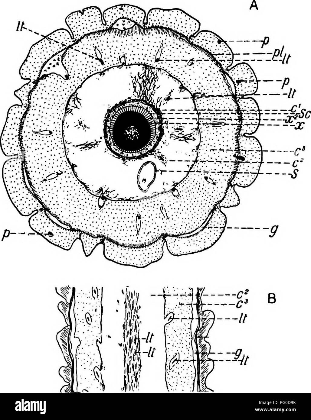 . Fossile Pflanzen: für Studenten der Botanik und Geologie. Paläobotanik. xv] LEPIDODENDRON 111 von binney Bezeichnung ist deshalb beibehalten für die anatomische Art auf den folgenden Seiten beschrieben Die detaillierte Berücksichtigung bisher veröffentlicht der Anatomie von Lepidodendron vasculare ist, dass durch die späte M. Hovelacque^ auf Material aus den unteren Coal-Measures England.. Abb. 148. Lepidodendron vasculare Binney. A. in der Traverse. (Auf einem Abschnitt 2'5 cm. Durchmesser, die in den Cambridge Botanik Schule Sammlung.) b. Längsschnitt. (Gezeichnet von einem Abschnitt in der Dr Kidston Kollektion.) Stockfoto