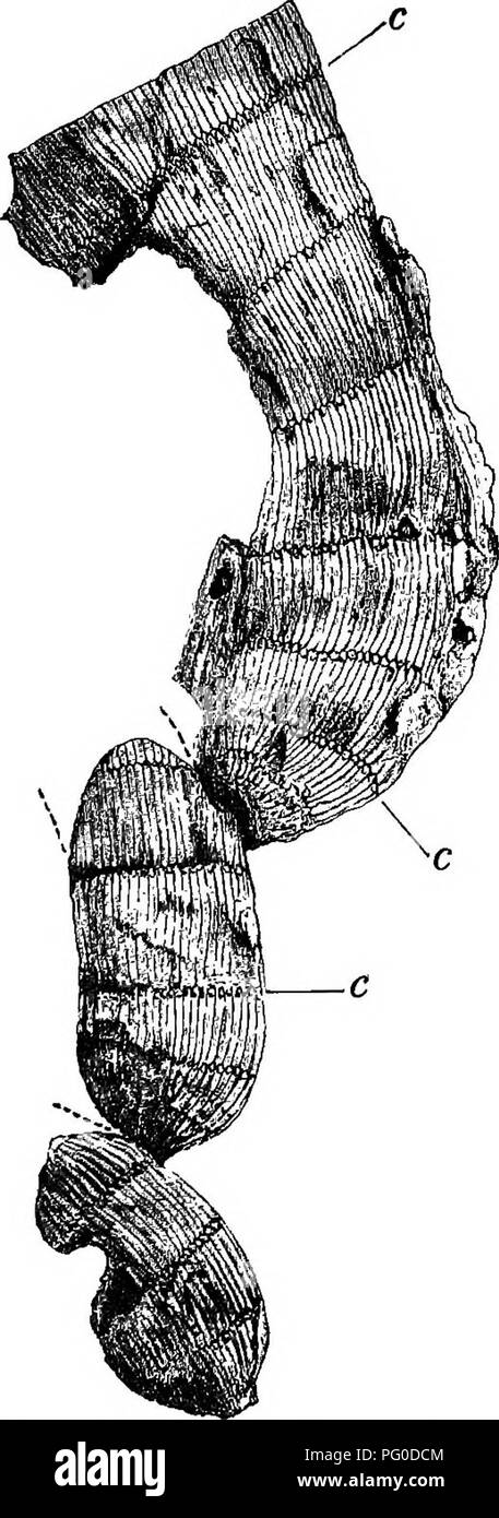 . Fossile Pflanzen: für Studenten der Botanik und Geologie. Paläobotanik. X] Rhizom von CALAMITES. 323 ist eine weitere Funktion, die gezeichnet werden müssen. Auf die Abgüsse in Abb. 1 gezeigt. 82 Es ist ein Kreis von kleinen ovalen Narben nur unter den Knoten, diese eindeutig an c, c dargestellt, C. Jeder der Narben ist in Wirklichkeit eine leichte Projektion aus der oberen Ende einer internodal Ridge. Da die Kanten zu den Grundzügen der Innenseiten der Markstrahlen entsprechen, die. Abb. 82. Verzweigte Wurzelstock von calamites. J NAT. Größe. C, C, Knoten zeigen, wirft der infranodal Kanäle. Von einem Muster in der Manchester Museum, Ow Stockfoto