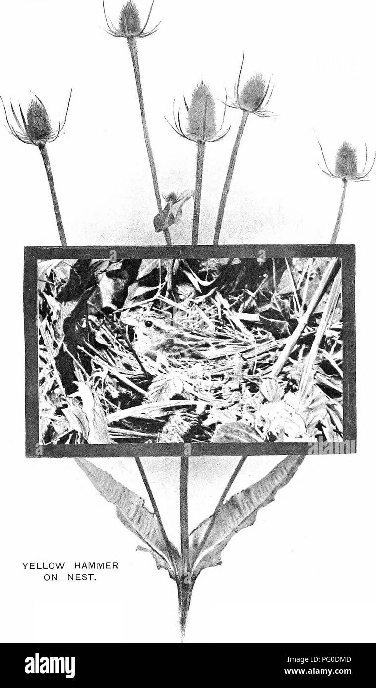 Diese Abbildung zeigt einen gelben Hammer, eine Art finke, der auf seinem Nest thront. Das Bild fängt das lebendige Gefieder und den natürlichen Lebensraum des Vogels ein. Gelbe Hämmer sind in ganz Europa zu finden und für ihre charakteristische gelbe und braune Färbung bekannt. Stockfoto