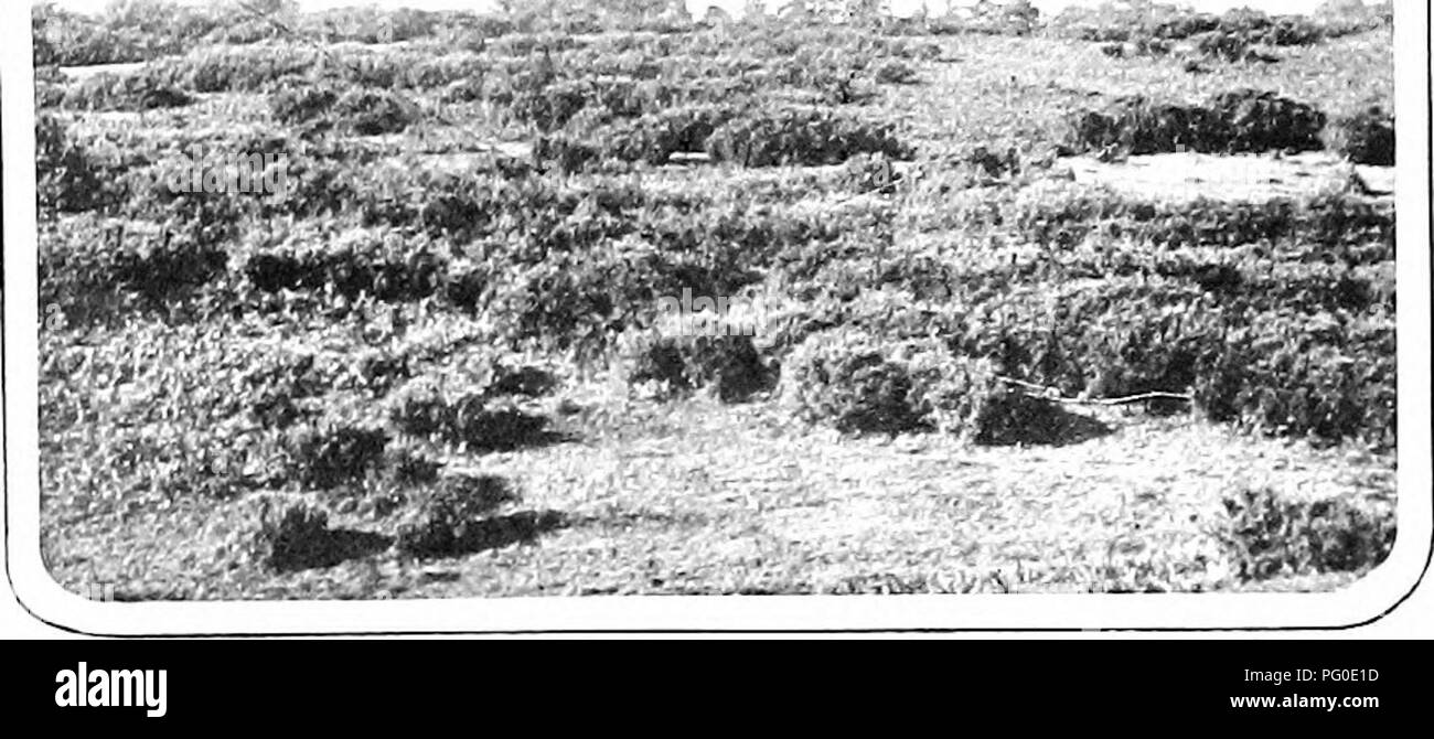 . Nature's Carol Singers. Vögel. Die DARTFORD WARBLER. Vom obersten Zweig der Einige furze Bush. Der geringsten Störung in ständig das Schweigen der Sänger, und er fällt direkt in das Versteck von den dicken unter der Abdeckung. Die am häufigsten gehört Call-Hinweis dieser Art klingt wie Pit-it-cliou oder pitch-oo, daher der sehr passende französische Bezeichnung für "Pitchou." Es ist auch eine andere raue Note hat, klingen wie Cha, clia. tM.ty^'"' -&gt;)^^ Zi'* "^£'. Bitte beachten Sie, dass diese Bilder aus gescannten Seite Bilder, die digital für readabili gesteigert wurden extrahiert werden Stockfoto