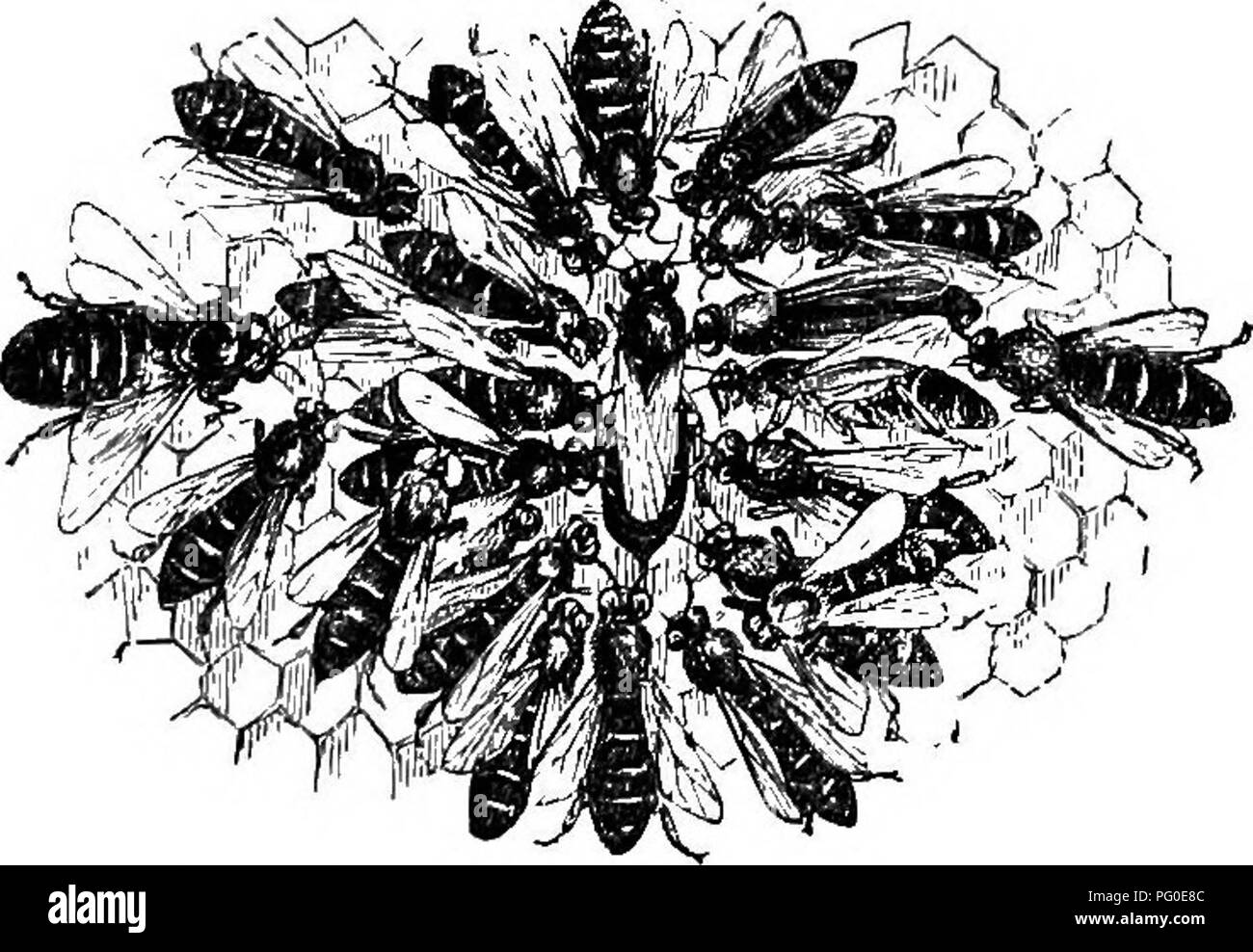 . Der Honig-Biene; seine Natur, Wohnungen und Produkte. Bienen. Der Honig-BIENE. ist, Eier zu legen, und jedes Teil ihrer Struktur und jede Macht hat Sie zu dieser wichtigen Aufgabe mehr oder weniger in Zusammenhang stehen. Sie ist, wie wir angedeutet haben, von jedem anderen Amt befreit. Die Schraffur, die Tendenz, die Aufzucht, die Anweisung ihrer Nachkommen, sind völlig aus der Hand genommen, und es ist fraglich, ob Sie keine Zuneigung für ihre Kinder hat. Sie wird ständig von einem gefolge von zehn oder zwölf besucht. Abb. 7. - die Königin von Abfrageplätzen umgeben. Die Königin, oder Mother-Bee, wie in der Natur, von ihren Schöpfkellen-in-Warten' umgeben Stockfoto