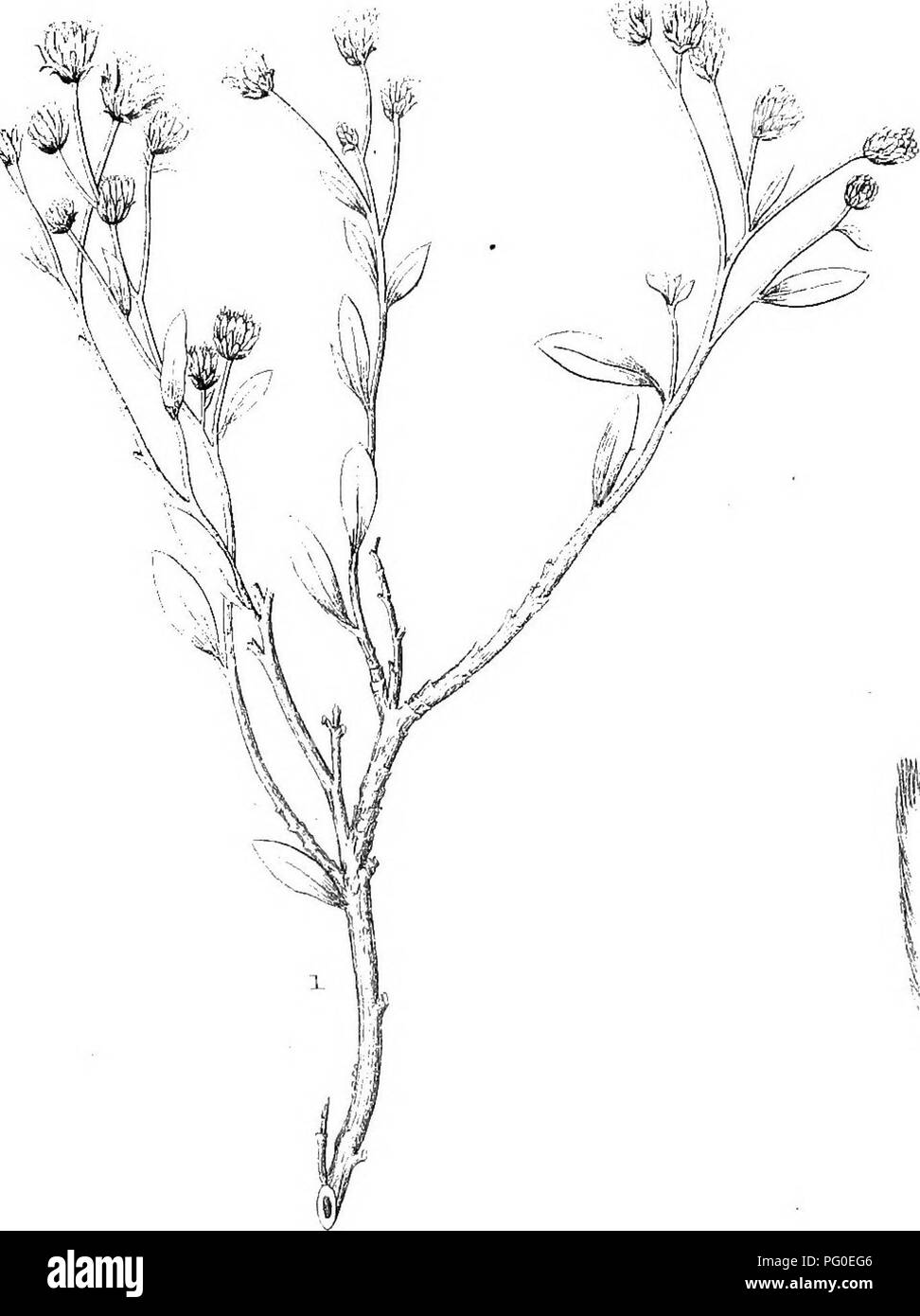Dieser Bericht behandelt die botanischen Erkenntnisse aus geografischen Erhebungen, die westlich des 100. Meridians in den Vereinigten Staaten durchgeführt wurden. Es umfasst detaillierte Beobachtungen von Pflanzenarten, die während der Exploration angetroffen wurden, und liefert wichtige Daten für das Verständnis der Flora dieser Region und trägt zu botanischen Studien bei. Stockfoto