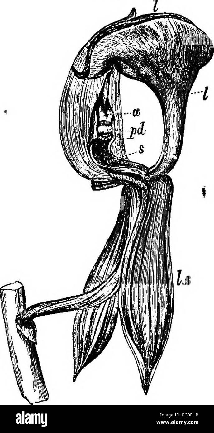 . Die verschiedenen Vorrichtungen, durch die Orchideen durch Insekten befruchtet werden. Düngung von Pflanzen, Orchideen. oiiAP. vn. MOEMODES PRATENSIS. 209 und nimmt dann eine aufrechte Position bis zu seinem Gipfel, wo es wieder verbogen ist. Es ist auch in einer einzigartigen Weise verdreht, so dass die vordere Oberfläche, einschließlich Abb. 32.. M0 IIM0 DI&gt;: S IQNKA. Seitenansicht der Blume, mit der oberen Sepale und der in der Nähe der oberen Blütenblatt schneiden ofT, ANMERKUNG: Die labellutn in der Zeichnung ist ein wenig angehoben, um die De-pression auf seinem unter der Oberfläche, die sich in der Nähe nach unten auf das verbogene Gipfel der Spalte gedrückt werden. u zeigen. Staubbeutel. pd. Päd. Stockfoto