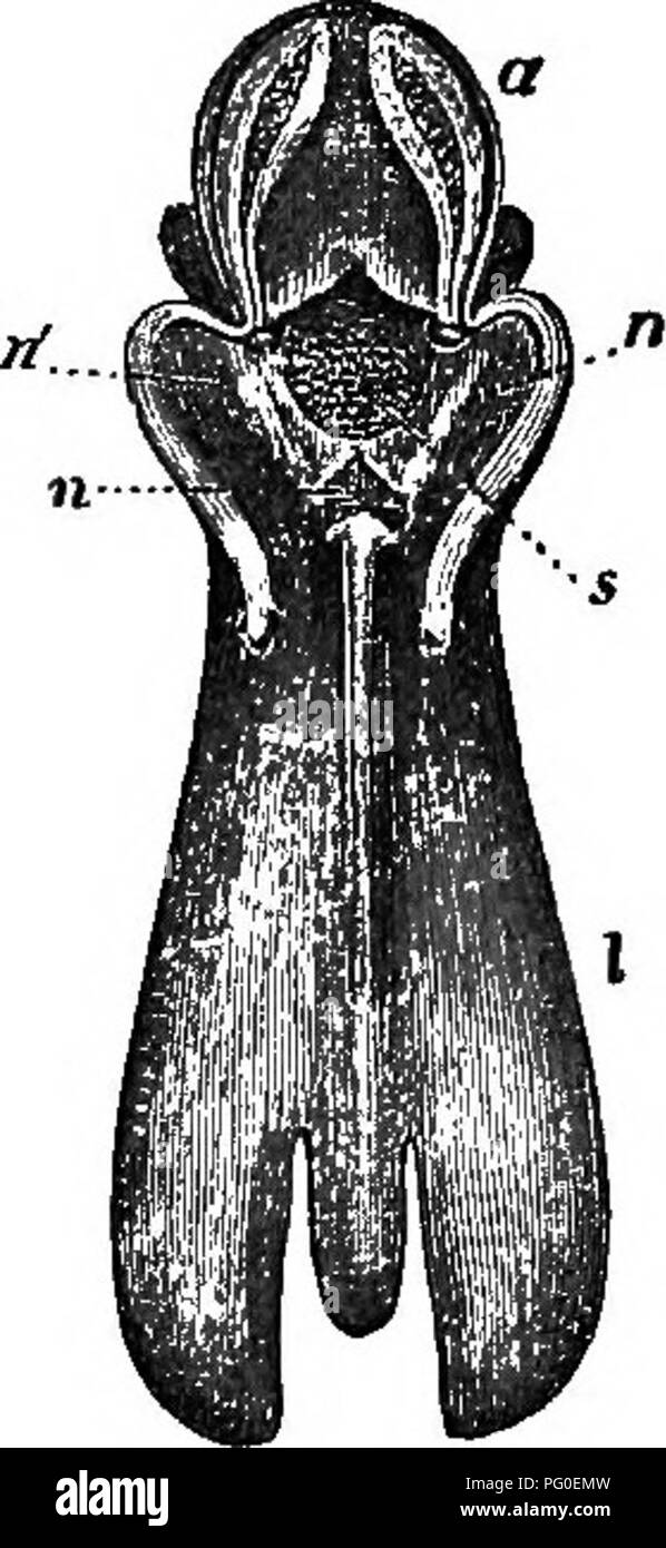 . Die verschiedenen Vorrichtungen, durch die Orchideen durch Insekten