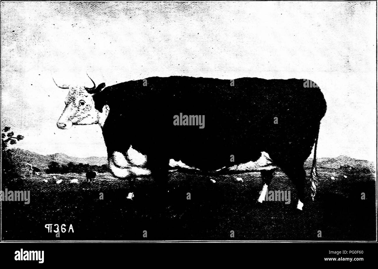 . Geschichte der Hereford Rind: Bewährte abschließend das älteste der verbesserten Rassen. Hereford Rind. Geschichte der H E E E F 0 R D RINDER 65 HEREFORDS. Nr. der Guin-Dol-Jahr. Preise, Eas. Lars. 1825 2 25 125 1826 1827 1828 1829 1830 1831 1832 1833 1834 1835 45 45 65 45 30 50 55 55 30 60 Insgesamt 225 225 325 225 150 250 275 275 150 300 7060 Jahr. 1825 1 S26 1827 1828 1829 1830 1831 1832 1833 1834 1835 SHORTHORNS. Nr. der Guin-Dol-Preise. eas. Lars. 50 30 20 10 40 55 40 20 35 40 30 250 150 100 50 20 O 275 200 100 175 200 150 3275 von Youatt ist gelernt, dass in der gesamten Gloucestershire die H Stockfoto