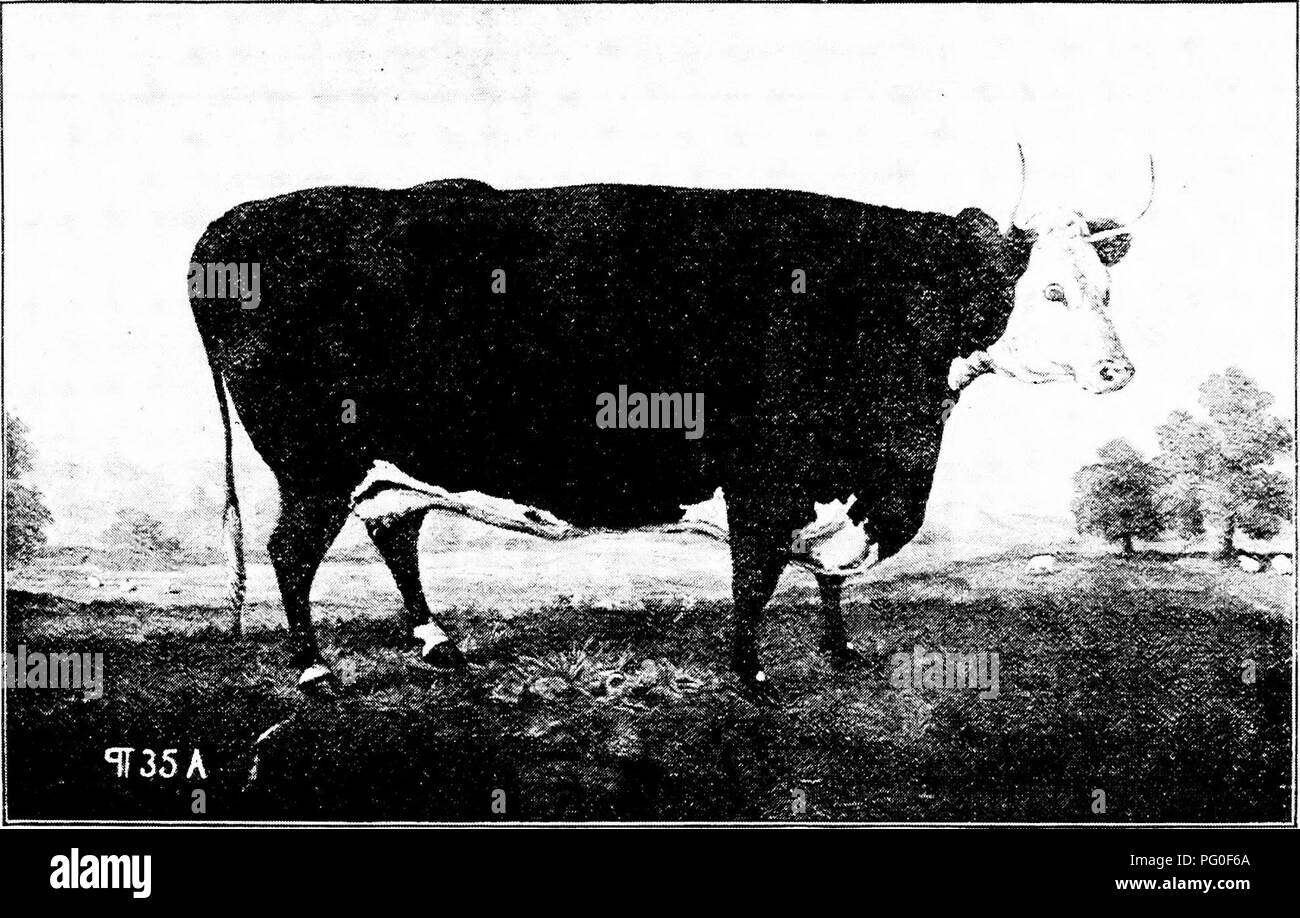 Inham Rind Wahr rinderrassen -Fotos und -Bildmaterial in hoher Auflösung – Alamy