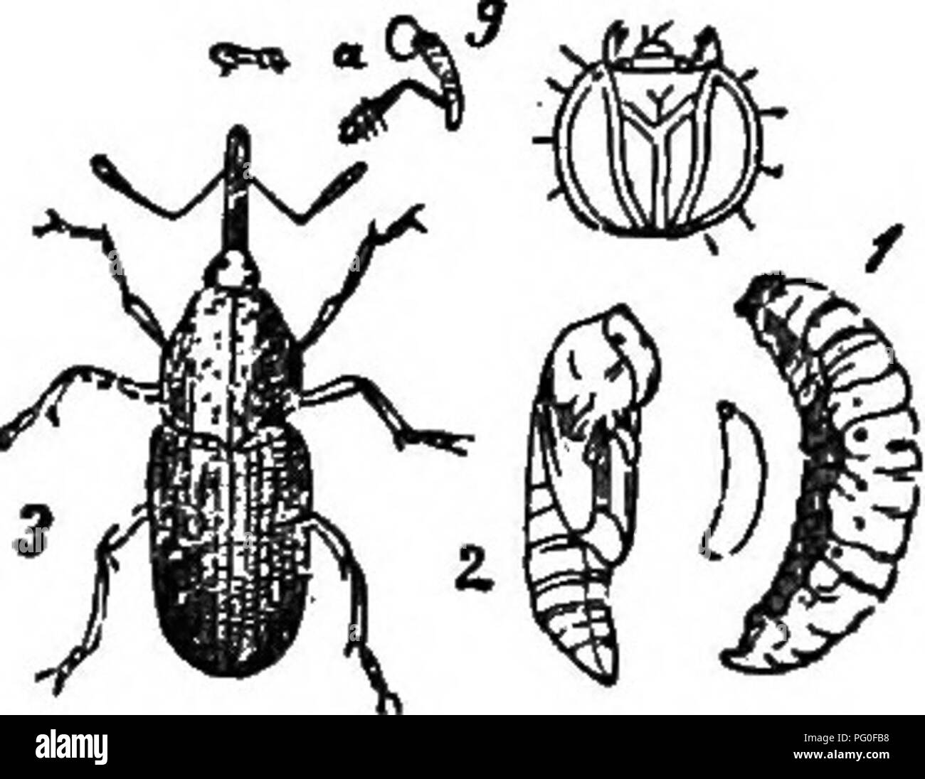 . Landwirtschaftliche Zoologie. Zoologie. 108 Zoologie. Die zarten Pflanzen, und immer so wie ein Zahnrad aussehen (Bild zu präsentieren. 78). Oft geschieht es, dass in einem großen Feld eine kaum ein pea-Blatt mit Unverletzten Marge finden können. Wenn die Pflanzen etwas gewachsen, den Schaden durch den rüsselkäfer ist keine weitere Bedeutung; aber wenn die Pflanzen, wenn sie noch sehr jung, von schnell wachsenden Aufgrund der Rauhen kalten Wetter oder ungünstigen Bedingungen des Bodens gehindert sind, whUe gleichzeitig die Rüsselkäfer ihre Angriffe fortsetzen, die kleinen Blätter wird komplett zerstört, und die Pflanzen wOl p Stockfoto