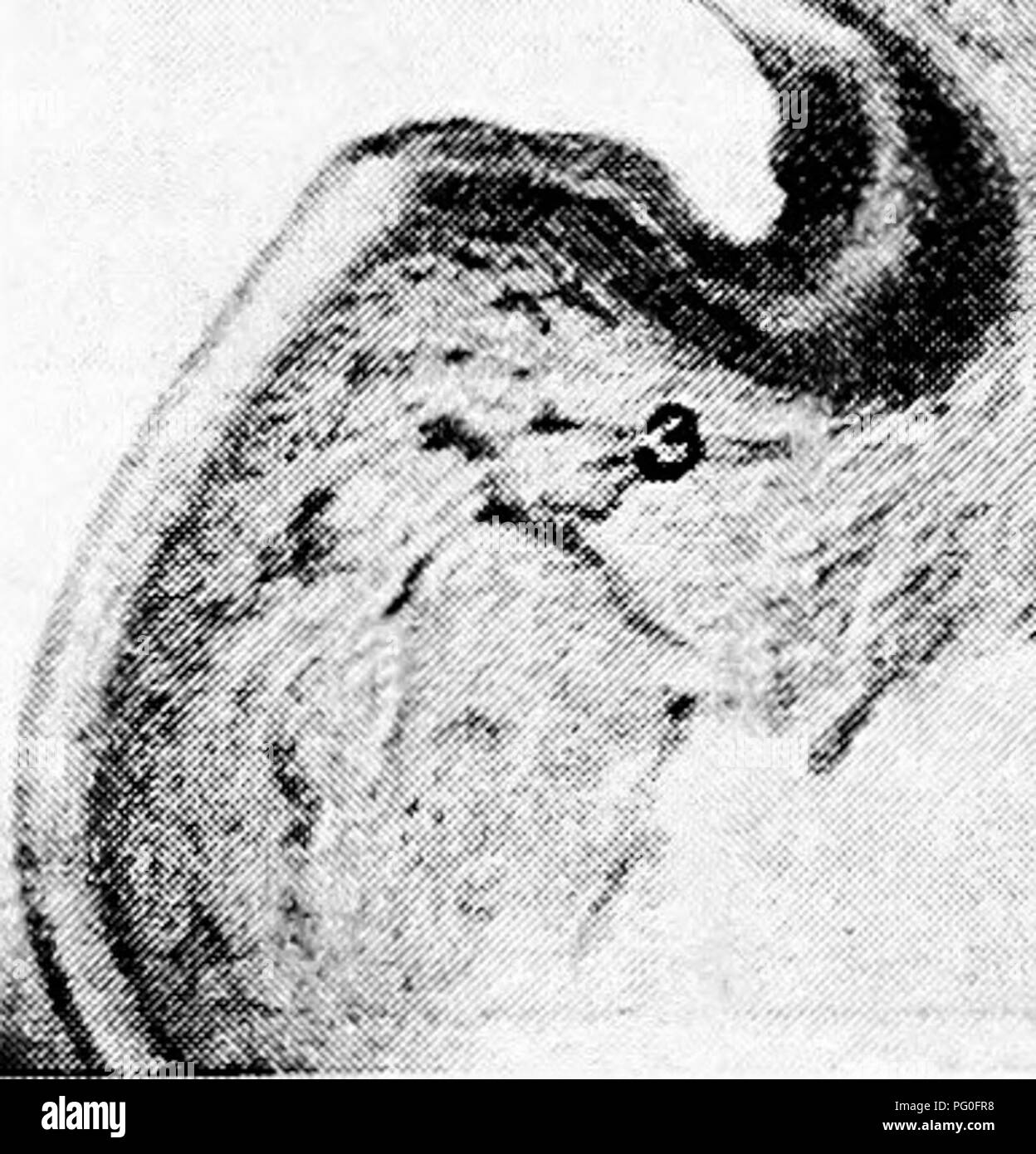 . Die Anatomie der Haushühner. Heimische Tiere; Veterinärmedizin; Geflügel. Ich %f&amp; "Abb. 79.- Photomicrograph des Abschnitts der Haut von der Fußsohle eines Henne. Ich, Homy geschichteten Plattenepithel, a, Stratiim corneum. 6. Stratum lucidum. c, Stratum germinativum. 2 (Bindegewebe, die Membran, Pars reticularis. 3, Blut-Gefäße. Die Federn können von zwei Chief Arten betrachtet werden, die Feder Federn und die Kleidung Federn. Die Rudimentärsten der Letzteren sind wie bekannt. Eine Feder Feder besteht aus zwei wesentlichen Teilen: der Pinole, oder Calamus und die Flügel, Stockfoto