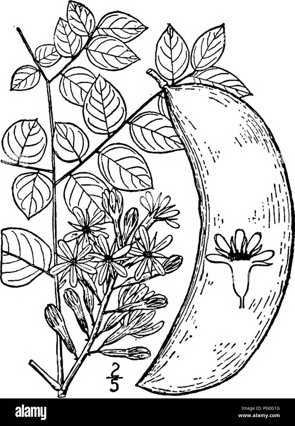 . North American Bäume: Beschreibungen und Abbildungen der Bäume unabhängig von Anbau in Nordamerika wächst, nördlich von Mexiko und der Karibik. Bäume. Kentucky Kaffee Baum 541 IV. KENTUCKY KAFFEE BAUM DER GATTUNG GYMNOCLADUS LAMARCK Arten Gymnocladtis dioica (Linnaeus) Koch GuUandina dioica Linnseus. Gymnocladus canadensis Lamarck ilHIS großen Baum, auch genannt/Mutter, Coffee Bean, nicker Baum, und Mahagoni, tritt aus dem südlichen Ontario und Minnesota Tennessee und der indischen Gegend südwärts, wachsen in satten, tiefen Boden. Oft ist es bei der Kultivierung in der northea gesehen Stockfoto