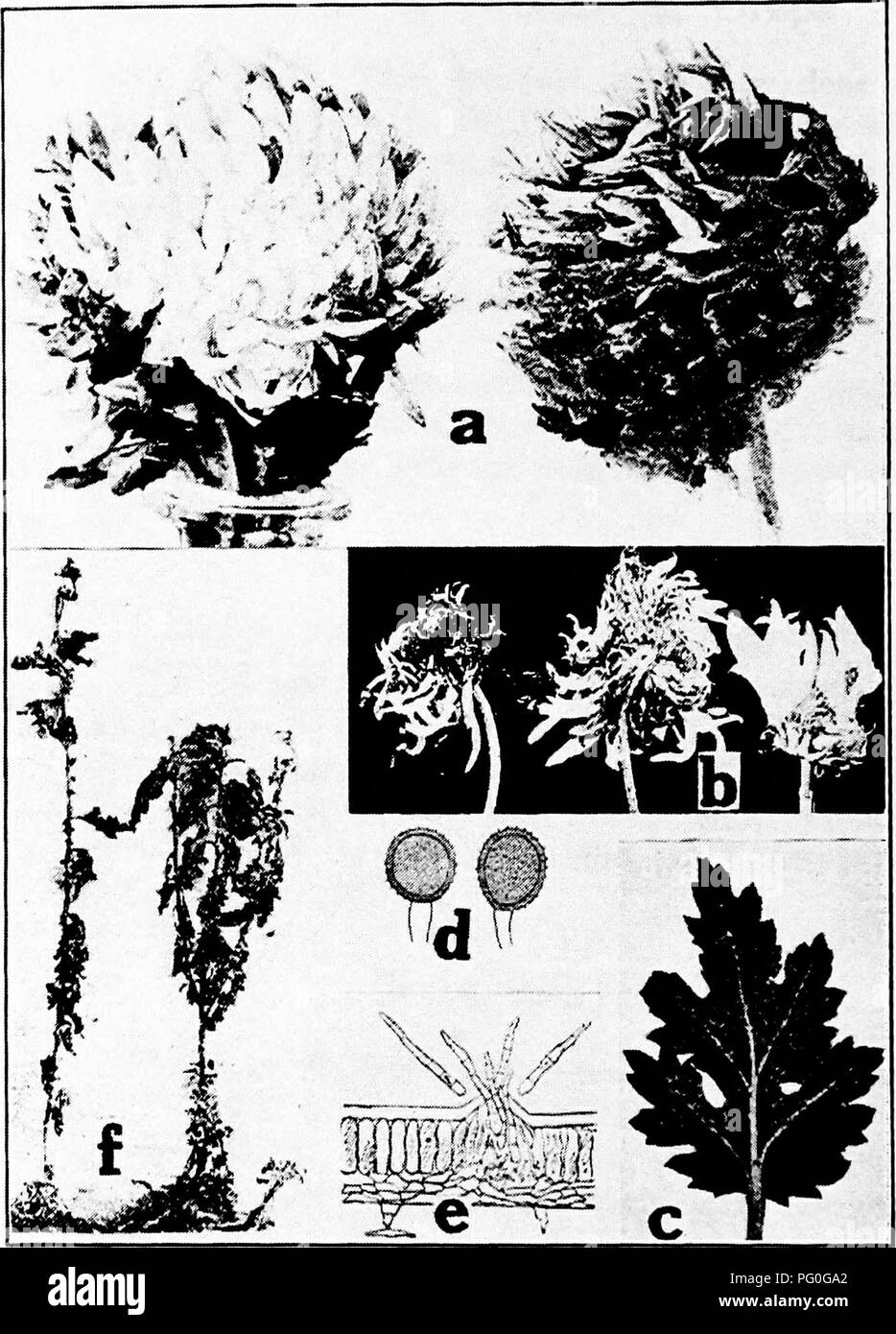 . Krankheiten der Gewächshauskulturen und ihrer Kontrolle. Gemüse; Krankheiten; Pflanzenkrankheiten. Abb. so. Chrysantheme Krankheiten. a. Botrytis Blüte rot, Gesunden und Kranken (nach Spaulding), b. ray Blight (nach Stevens, F.L.), c. Chrysantheme Rost (Nach Smith. R.E.). d. Urc-dospores von Puccinia chrysanthemi, e. Cylindrosporium Pilz,/. - Cylindro sporium Blight (e und nach Halsted) w.. Bitte beachten Sie, dass diese Bilder extrahiert werden aus der gescannten Seite Bilder, die digital haben für die Lesbarkeit verbessert - Färbung und Aussehen dieser Abbildungen können nicht perfekt aussehen Stockfoto