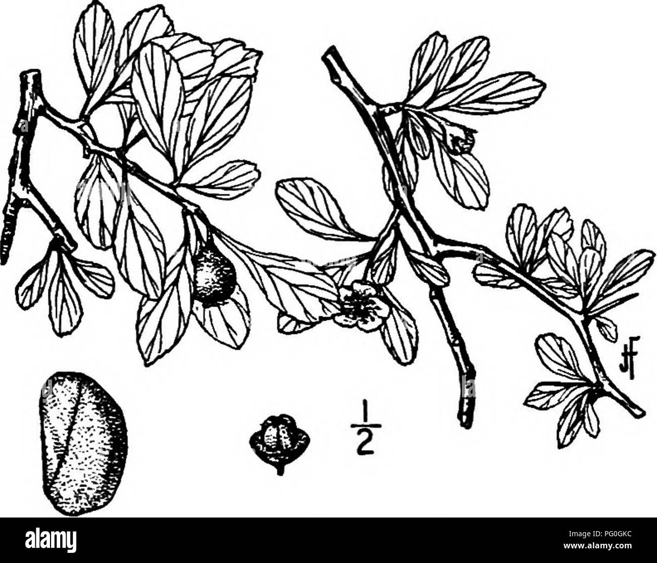 . North American Bäume: Beschreibungen und Abbildungen der Bäume unabhängig von Anbau in Nordamerika wächst, nördlich von Mexiko und der Karibik. Bäume. 456 Die Dornenbäumen die Lappen leicht auf der inneren Oberfläche haiiy, lanzettlich, spitz, Glanduläre - gezahnte; Staubblätter lo auf 20; Antheren rosa; Styles 3 bis 5. Die Frucht ist birnenförmig oder länglich, ca. 10 mm dick, gelb oder gelb-grün, manchmal mit Rot gefärbt; der Kelch - Lappen sind Zurückgebogen; das Fruchtfleisch ist fest; sie enthält 3 bis 5 nutlets, com-monly4, ca. 7 mm lang, stark geriffelte auf der Rückseite, das Nest von ca. 8 mm. Stockfoto