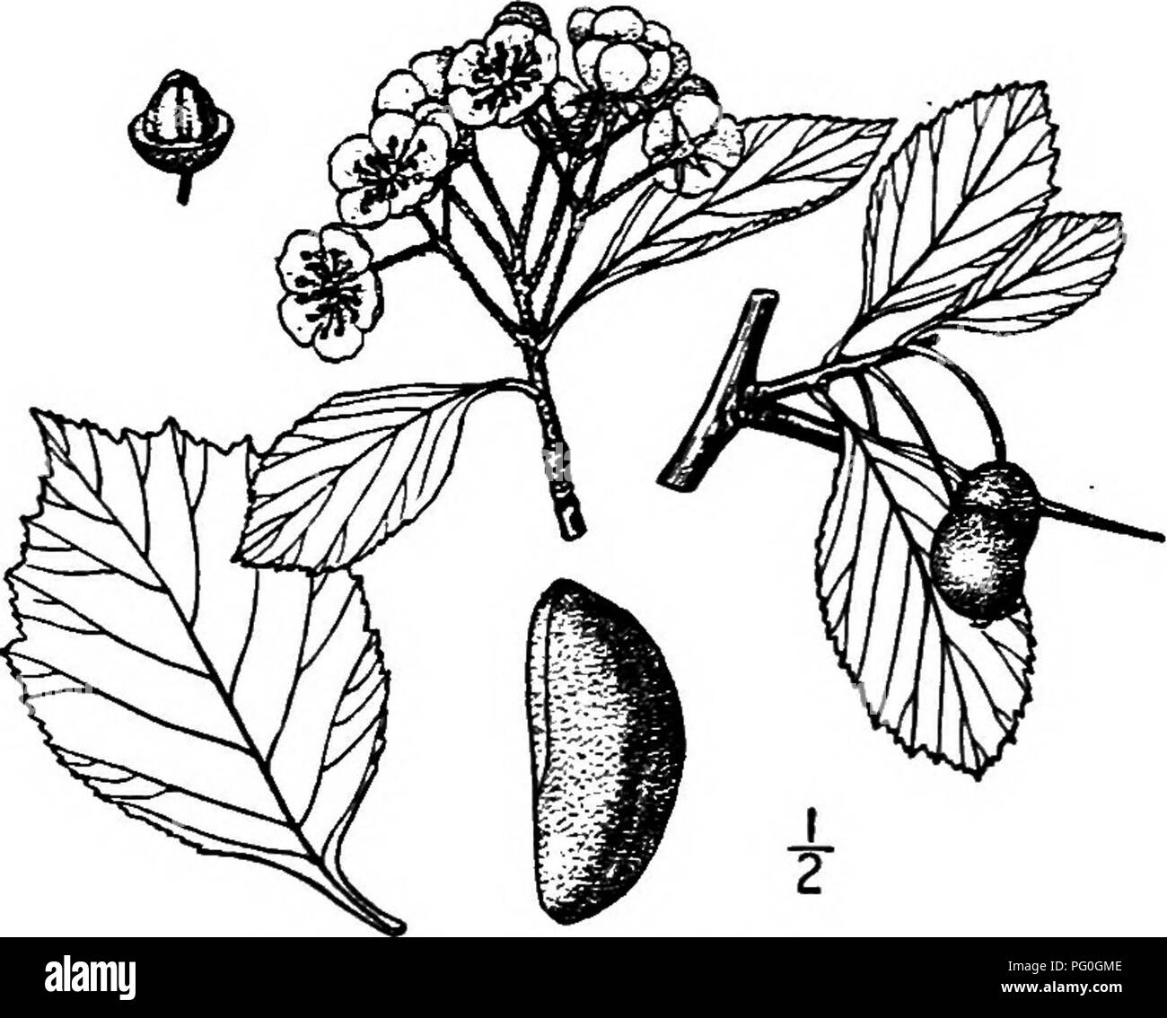 . North American Bäume: Beschreibungen und Abbildungen der Bäume unabhängig von Anbau in Nordamerika wächst, nördlich von Mexiko und der Karibik. Bäume. 7. PHILADELPHIA THORN - Cratsegns pansiaca Ashe östlichen Pennsylvania ist die Heimat dieser Spezies. Es ist ein Baum von 6 bis 8 Meter hoch, mit dem verbreiten Zweige bildet eine flache oder runde Krone; die Rinde ist dunkelbraun, schuppige, die jungen Zweige sind orange-grün, immer grayj und zahlreiche Stout, geschwungenen, leichten Jjrown Stacheln von 4 bis 6 cm lang; die Amtsleitung hat manchmal verzweigten Dornen 3 dm Lang. Die Blätter sind oblanceolate - Stockfoto