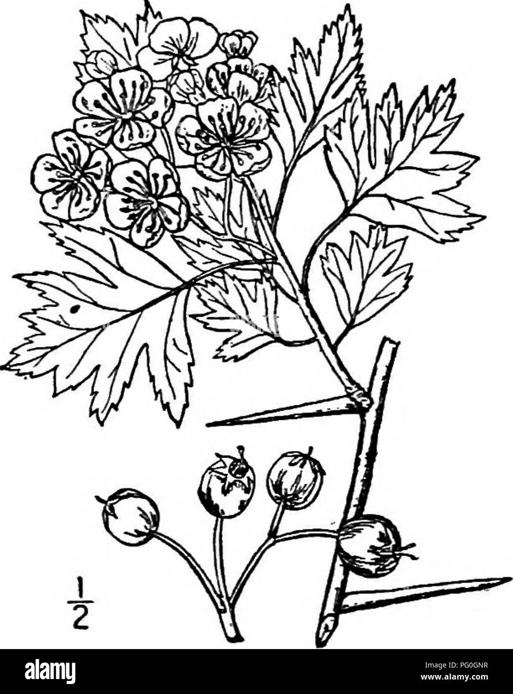Dieser ausführliche Leitfaden über nordamerikanische Bäume bietet Beschreibungen und Abbildungen verschiedener Arten, die in der Region natürlich wachsen, ausgenommen die kultivierten. Sie hebt Bäume wie Dornbäume und ihre Nüsse, Blätter und Früchte hervor. Stockfoto