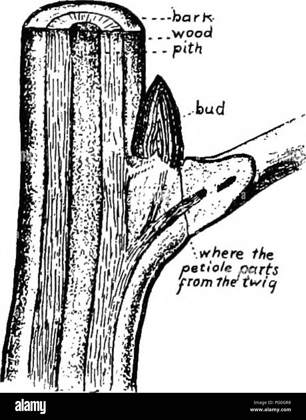 . Die Botanik der Pflanzen: eine Text- und Nachschlagewerk. Botanik, Wirtschaftliche. Stengel - Rinde. . Holz. markröhre Nahrung der Pflanze ist in der Chlorophyll-Bär hergestellt-ing (grün) Zellen über dem Boden. 2. Knollen. - Diese Fleischigen, unterirdische Stiele. Das beste Beispiel ist der gemeinsame Irische Kartoffel. Obwohl die Kartoffel, gewöhnlich, nicht einbezogen werden würden einen Stiel, immer noch, wenn wir durch die Entwicklung folgen, und ihre Struktur untersuchen, wir sind davon überzeugt, dass es sich um Stammzellen (Abb. 12). Wenn wir Pflanzen eine sušice einer Kartoffel, "Sprossen" sind bald aus dem "Augen geschickt." Diese Sprossen, mit ihren Knoten und in Stockfoto