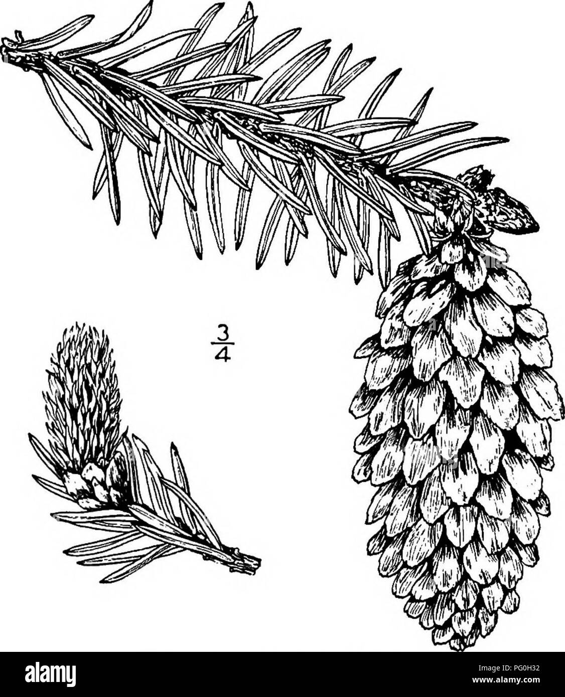 Diese Arbeit bietet detaillierte Beschreibungen einheimischer nordamerikanischer Bäume, wobei der Schwerpunkt auf Arten liegt, die natürlich ohne menschliche Kultivierung wachsen. Es enthält Illustrationen und ökologische Details, die die einzigartigen Merkmale von Bäumen in verschiedenen Regionen des Kontinents hervorheben, insbesondere in Waldökosystemen und gemäßigten Klimazonen. Stockfoto