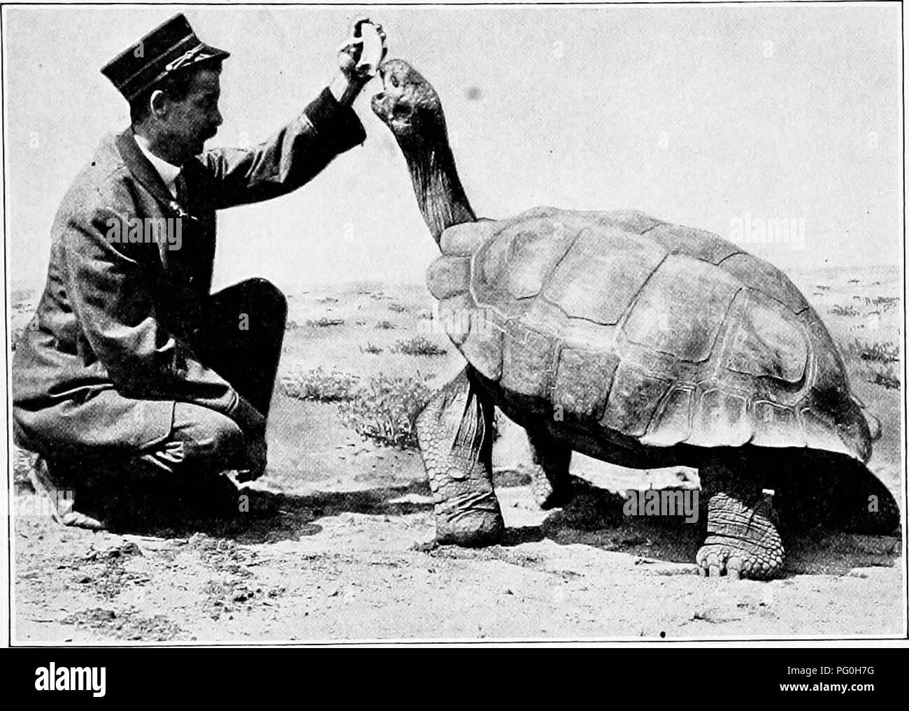 . Die American Natural History; eine Stiftung für nützliches Wissen der höheren Tiere von Nordamerika. Natural History. Riesenschildkröte 29 ing. Ein Muster an der New York Zoological Park, die 310 Pfund gewogen und deren Schale auf seine Kurven 4 Füße 7}/^ Zoll x 4 Fuß 3 Zoll gemessen, mit einer Höhe von Shell von 20 Zoll, war wahrscheinlich 100 Jahre alt. Durch. GALAPAGOS RIESENSCHILDKRÖTE. einige Behörden im Alter von Riesenschildkröten wie beschrieben bei vierhundert Jahre geschätzt worden ist! Dieses wunderbare Geschöpf lebte die letzten zwei Jahre seines Lebens auf dem Gal Stockfoto