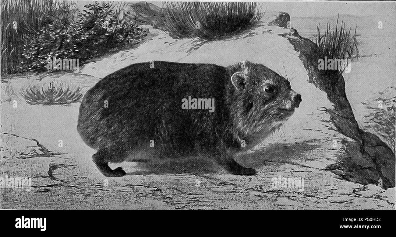 . Die American Natural History; eine Stiftung für nützliches Wissen der höheren Tiere von Nordamerika. Natural History. Besonderheiten DER HYRAX 127 dieser seltsamen Gattung und ihre zwölf oder vierzehn Arten enthalten, eine ganze Säugetier-ordnung, geschaffen werden. Die genaue Anzahl von Arten, sollte anerkannt werden, ist unbekannt, aber auf alle Fälle es gibt so viel wie zwölf. Für die zwei Arten, die in den Bäumen leben, eine andere Gattung (Dendrohyrax) geschaffen werden. Die Hyraxes bewohnen, östlichen Afrika. Kap HYRAX. Vom Leben fotografiert. In der New York Zoological Park. vom Kap Kolonie zu einer Stockfoto