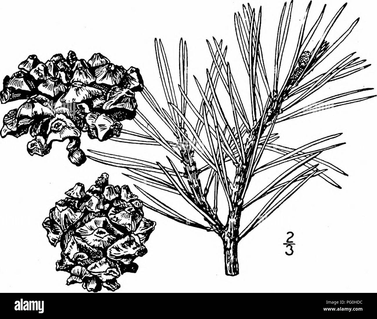 Das Bild zeigt eine Rocky Mountain Nut Pine, die in Nordamerika gefunden wird. Dieser Baum weist verschiedene Merkmale auf, darunter vierwinklige Äste, die sich allmählich zu einem Knopf am Scheitelpunkt verengen. Die mittleren Skalen der Tannenbären sind 15 mm lang und haben eine scharfe Spitze. Die Samen haben auf der einen Seite ein gelbliches Aussehen und auf der anderen eine rötlich-braune Farbe. Diese Merkmale helfen bei der Identifizierung der Baumarten. Stockfoto