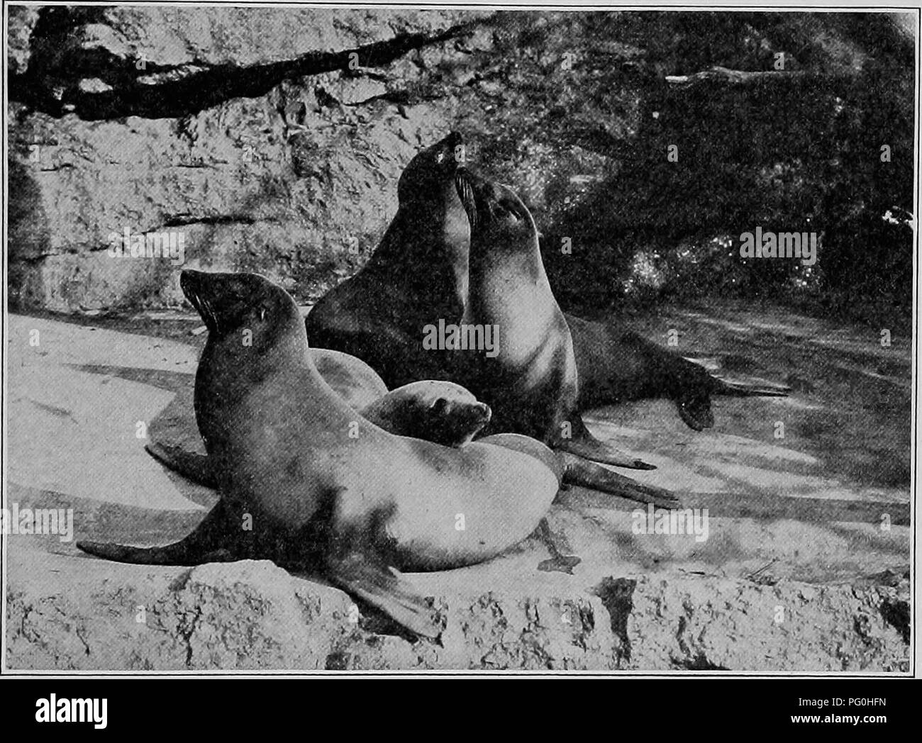 . Die American Natural History; eine Stiftung für nützliches Wissen der höheren Tiere von Nordamerika. Natural History. Essen von Seelöwen 117 Leuchtturm Reservierungen, aufgeschoben werden, bis eine sorgfältige in-quiry; und dies wurde getan. Jedoch, in denen die staatlichen Behörden hatte die volle Leistung zu handeln, die Tötung verlief in einigen Gemeinden. Es geschah. Keller, Foto., N.Y., Tierpark. Kalifornische Seelöwe., dass bei der Tötung von Kalifornien Sea-Lions am Ufer des Monterey Bay und Umgebung, Professor L.L. Dyche, der Universität von Kansas, der am Tatort eintraf, zu Studien in Marine li verfolgen Stockfoto