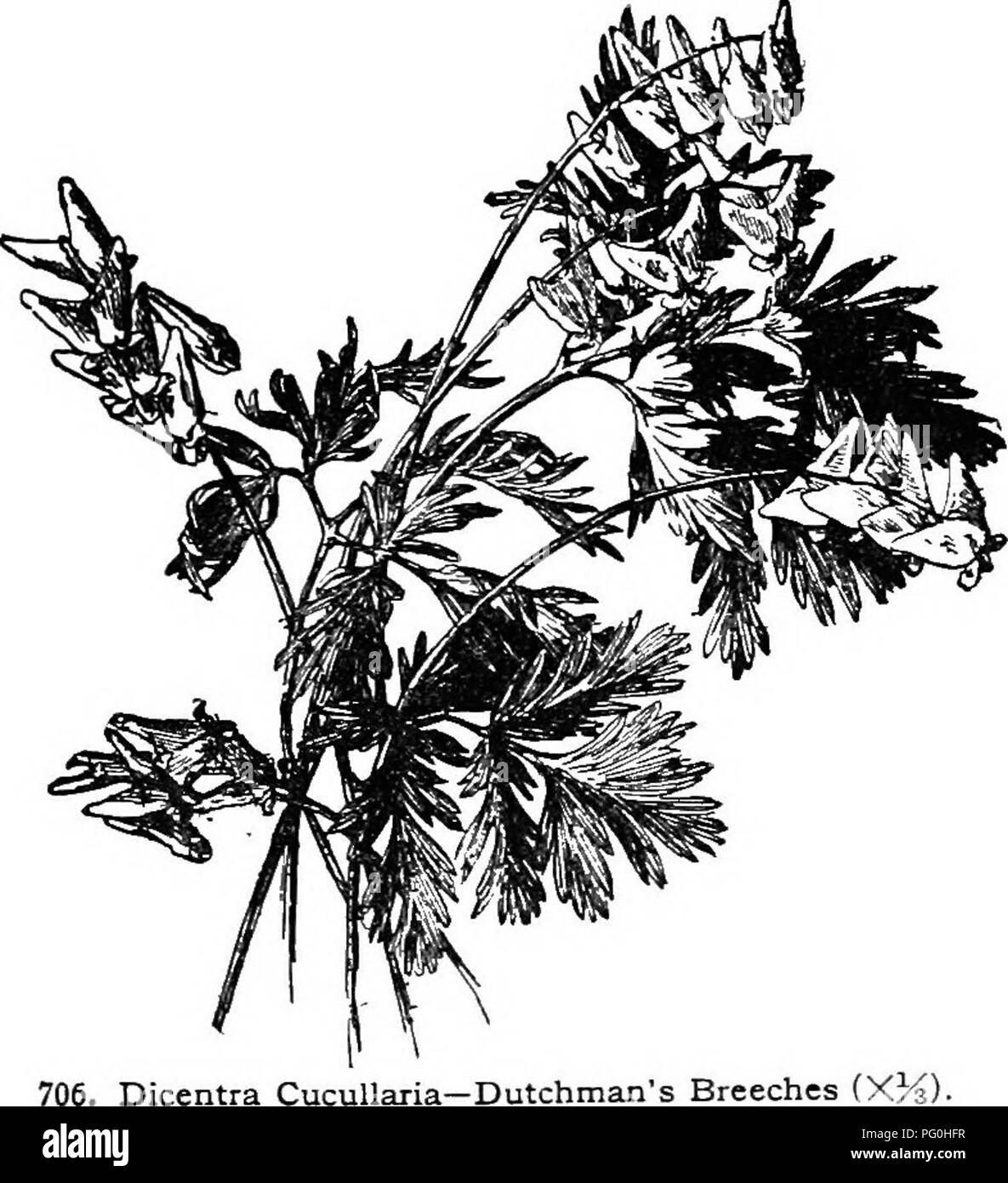 . Cyclopedia der amerikanischen Gartenbau, bestehend aus Anregungen für den Anbau von Gartenpflanzen, Beschreibungen der Arten von Obst, Gemüse, Blumen und Zierpflanzen in den Vereinigten Staaten und in Kanada verkauft, zusammen mit geographischen und Biographische Skizzen. Im Garten arbeiten. 70 S. Blatt von Campanula pyramidalis Canadensis - Eichhörnchen Mais {X%) B.M. 4458. Rechts 1847: 461. Gn. 40: 820 - Der weiße-Fld. "Vielfalt hat einen schwachen Wachstum und kränklich aussehen. BB. JRacemes Compound. c. Innere Blütenblätter ragte. exlmia, Terr. Fls. deep Rose, heart-shaped, verjüngt sich ein Hals, die länger und schmaler als die in D Stockfoto