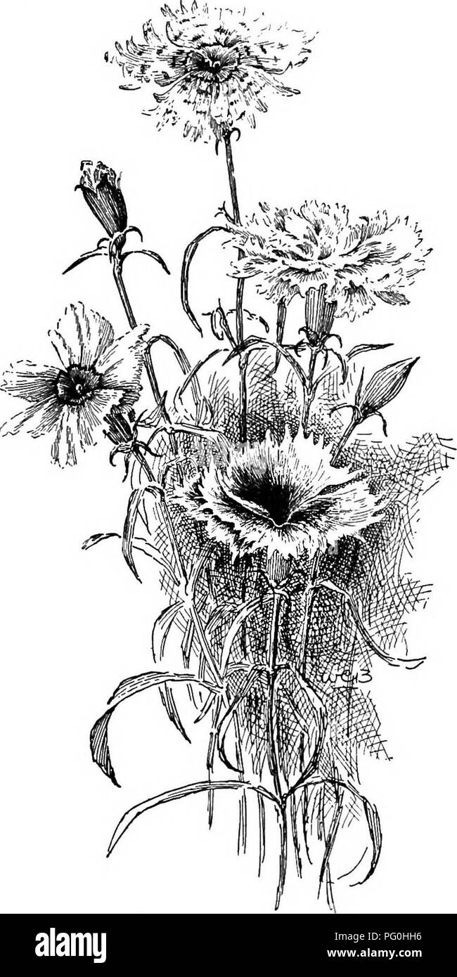 . Cyclopedia der amerikanischen Gartenbau, bestehend aus Anregungen für den Anbau von Gartenpflanzen, Beschreibungen der Arten von Obst, Gemüse, Blumen und Zierpflanzen in den Vereinigten Staaten und in Kanada verkauft, zusammen mit geographischen und Biographische Skizzen. Im Garten arbeiten. Blütenblätter nur Gyrus {ex-Cept in einigen Garten Formen). 8. Caiyoph^ lluB, Linn. Auto-Nation. Nelke Rosa. Pico-T-Stück. Grenadine. Abbn. 366-8, 370-5. Platte IV. Cespitose, kahl, 1-3 ft., die Stiele schwer oder fast Woody unten, die Knoten oder Gelenke conspicu-ous: Ivs. Lange-linearen, sehr Glaucous: Fls. Auf langen Stielen, Pa Stockfoto