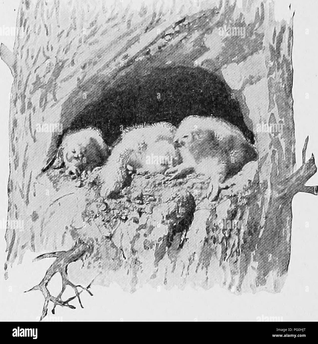 . Die American Natural History; eine Stiftung für nützliches Wissen der höheren Tiere von Nordamerika. Natural History. 48 GREIFVÖGEL der Vogel - Essen vertreten: 21 heimische Vögel, 11 Song Vögel, 3 vari Grouse, 2 Wachteln; 1 pinnated Grouse, 1 Taube, 1 Rampe, 1 Wildente, 1 Cooper's hawk und 2 unbekannt. Die Säugetiere gefunden wurden wie folgt: 46 Mäuse und Ratten, 32 Kaninchen und Hasen, 7 Spitzmäuse, 5 Eichhörnchen, 3 Streifenhörnchen, 4 pocket gopher, 2 Stinktiere, 1 Weasel und 1 bat. Foto: E.R. Warren. Junge GROSSE GEHÖRNTEN EULEN. Außer Frage steht, wird der Sollsaldo gegen dieses Vogels ist schwer und Stockfoto